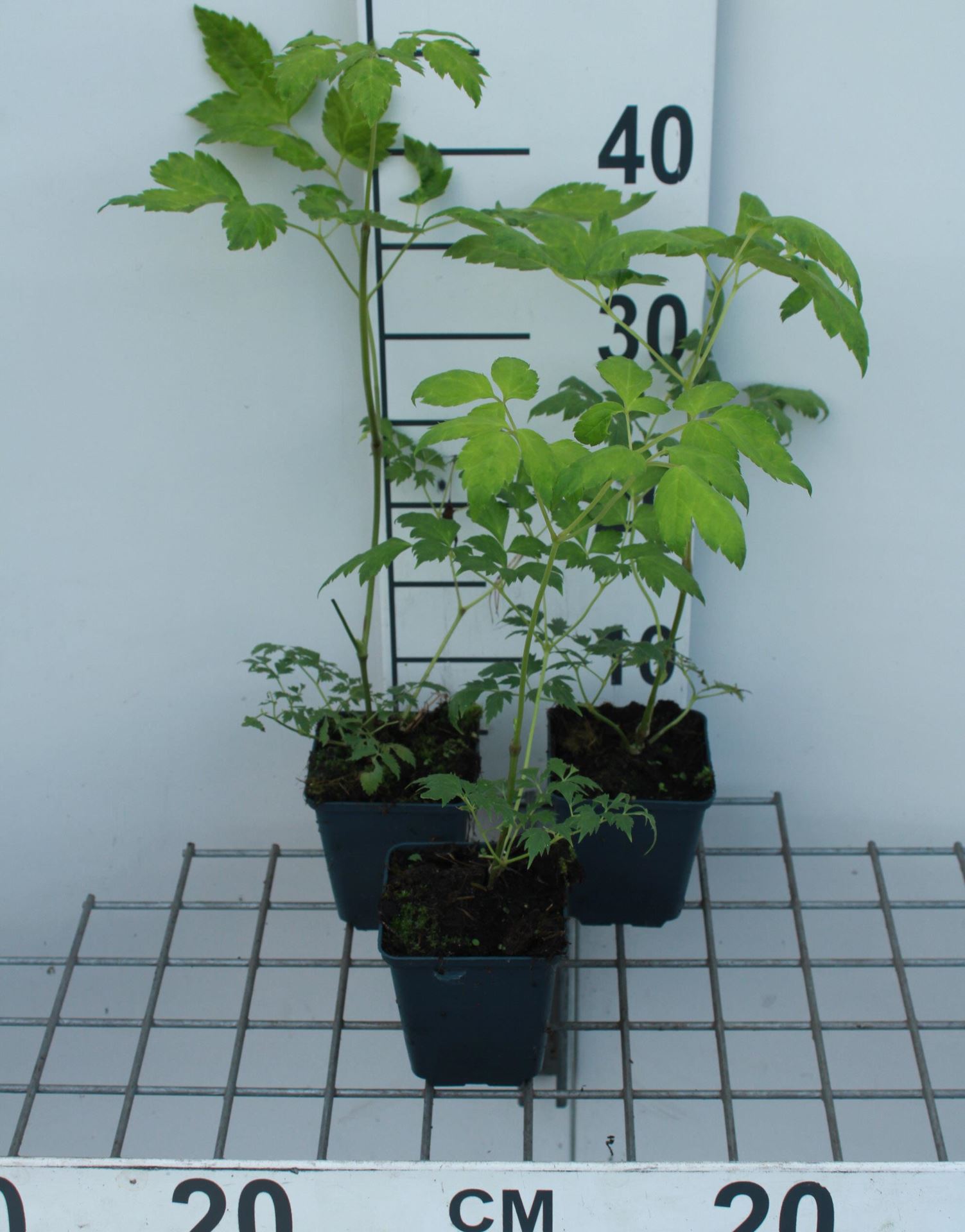 Actaea simplex'White Pearl'- pot 9x9 cm - Christoffelkruid afbeelding