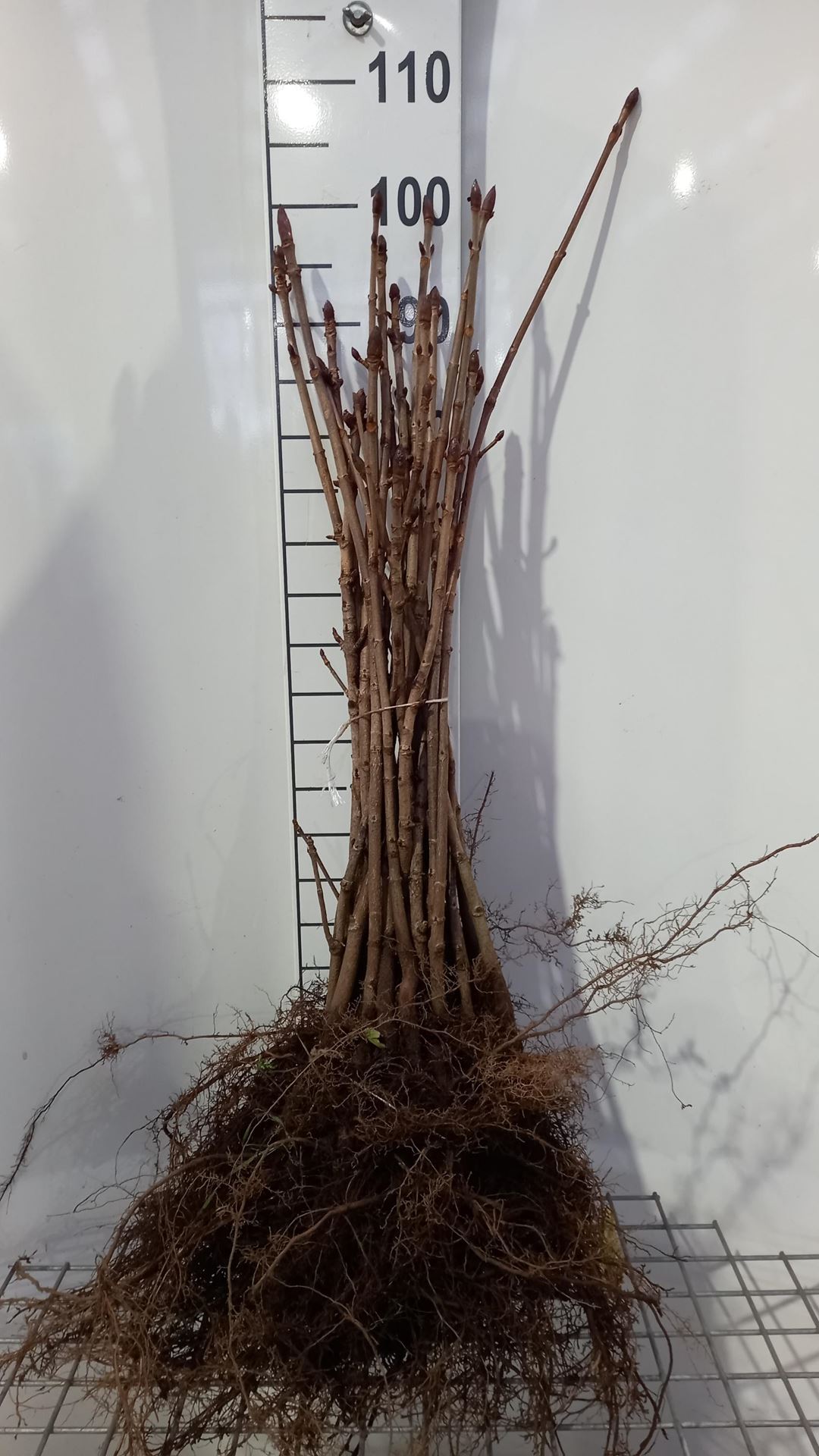 Aesculus hippocastanum - blote wortel - 40-60 cm afbeelding