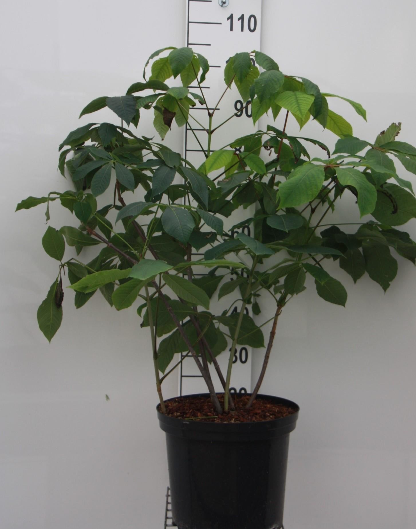 Aesculus parviflora - pot 12L - 60-80 cm afbeelding