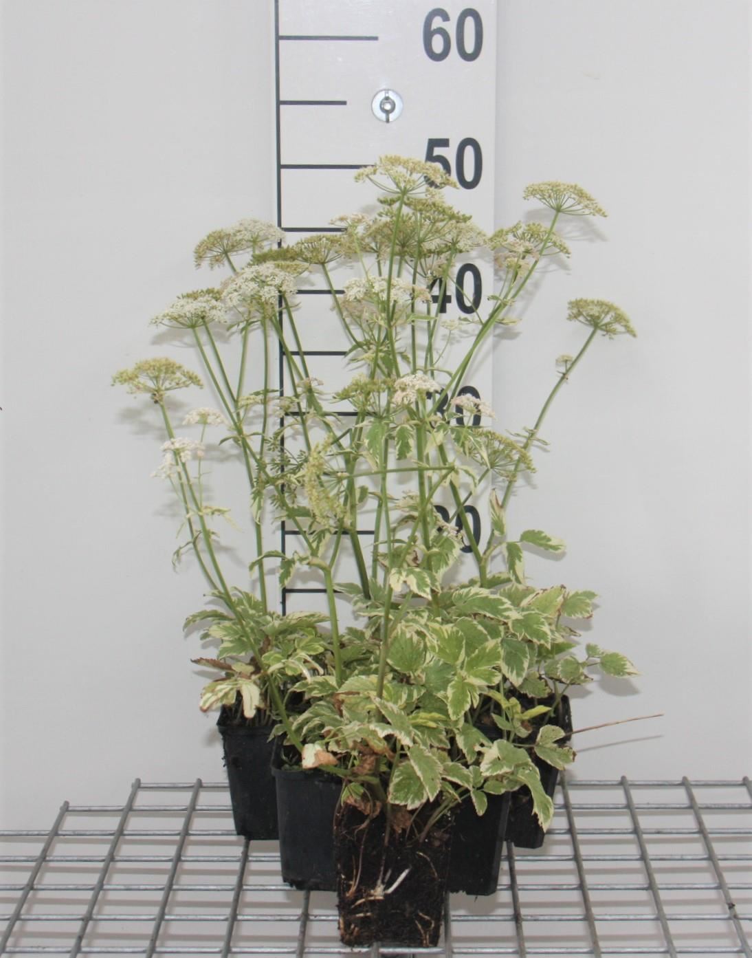 Aegopodium podagraria'Variegatum'- pot 9x9 cm afbeelding