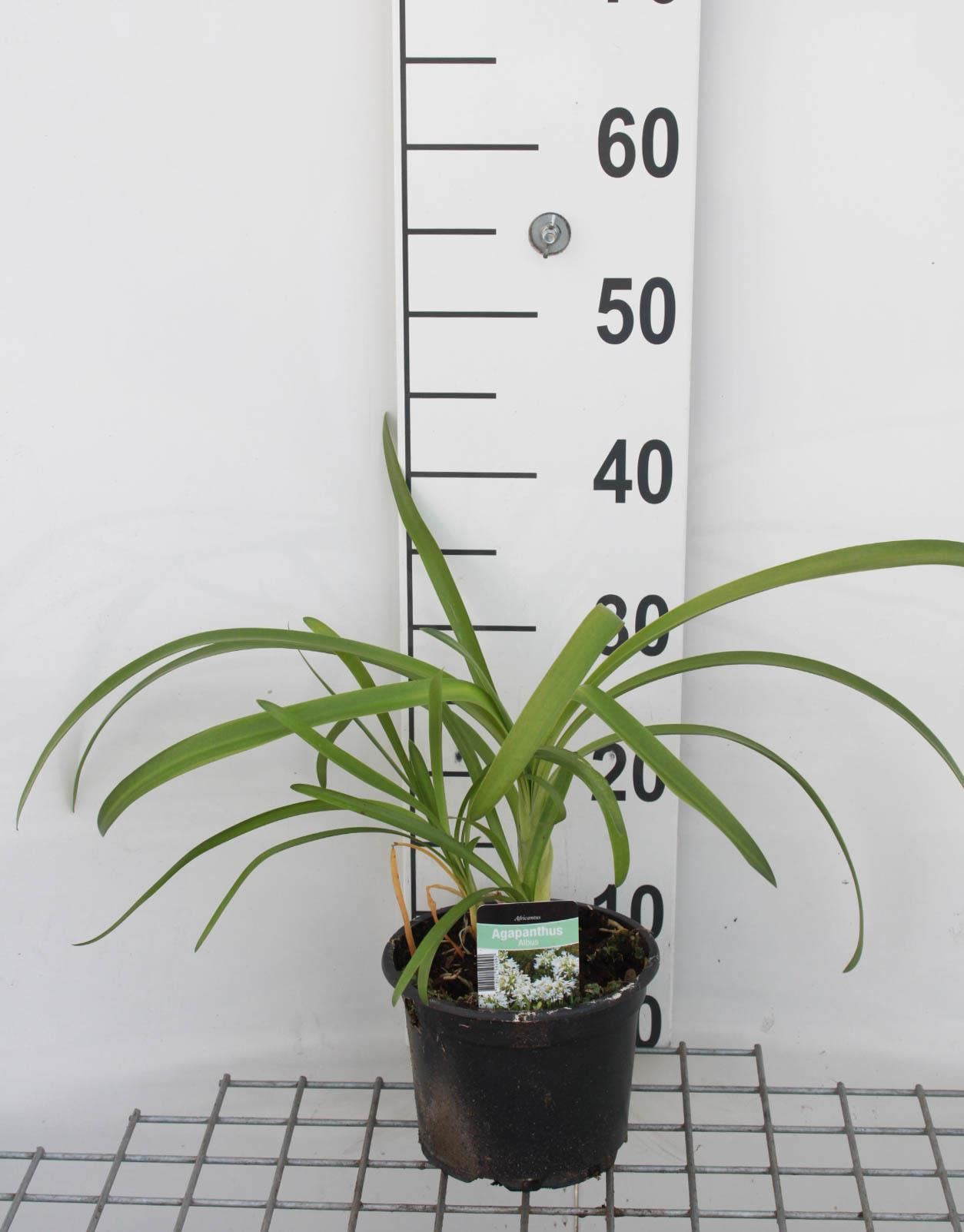 Agapanthus africanus'Albus'- pot 2L afbeelding