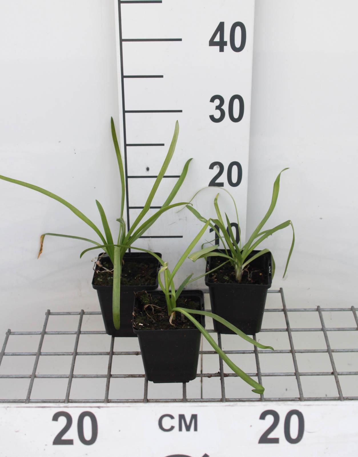 Agapanthus africanus'Albus'- pot 9x9 cm - Afrikaanse lelie afbeelding