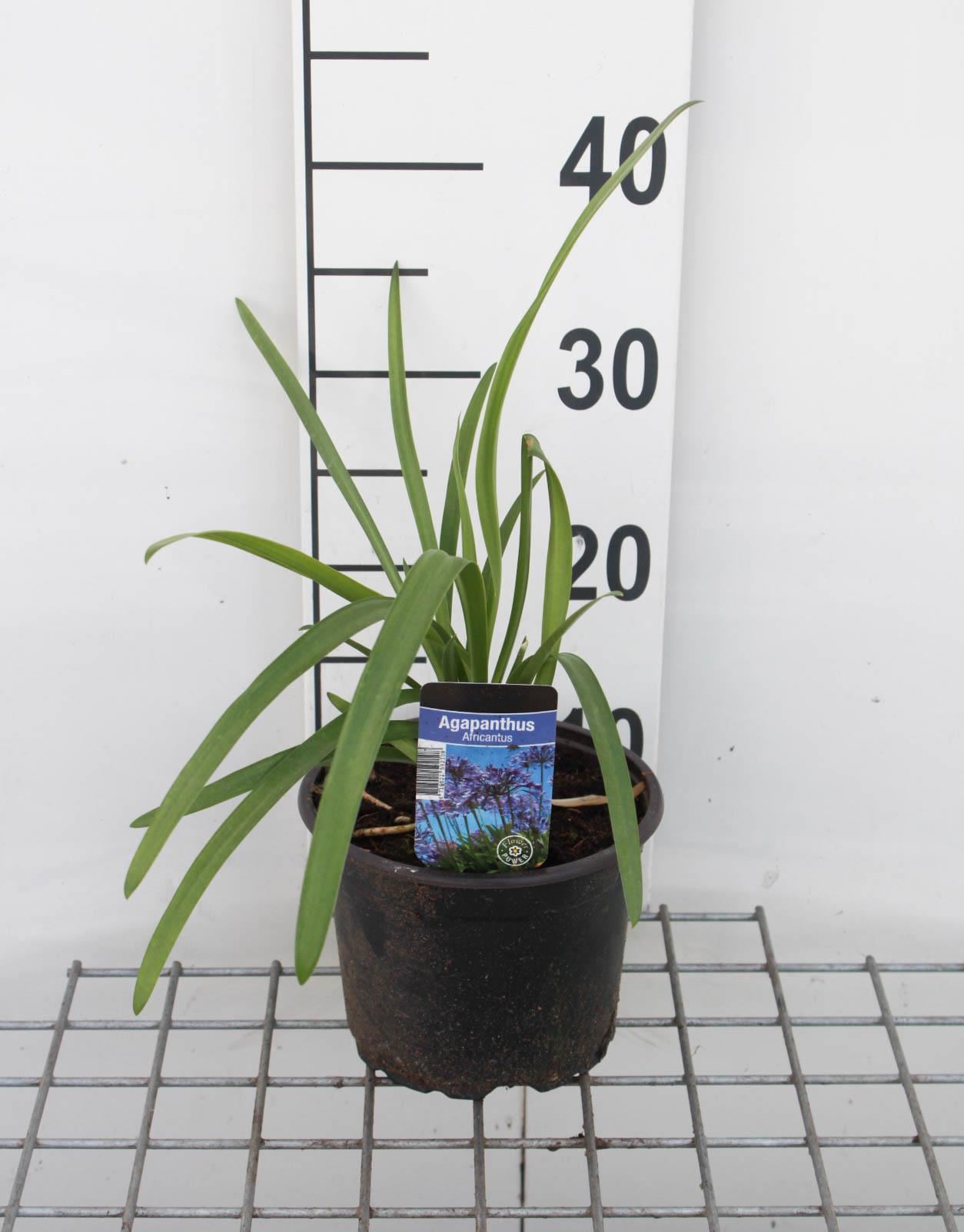 Agapanthus africanus - pot 2L afbeelding
