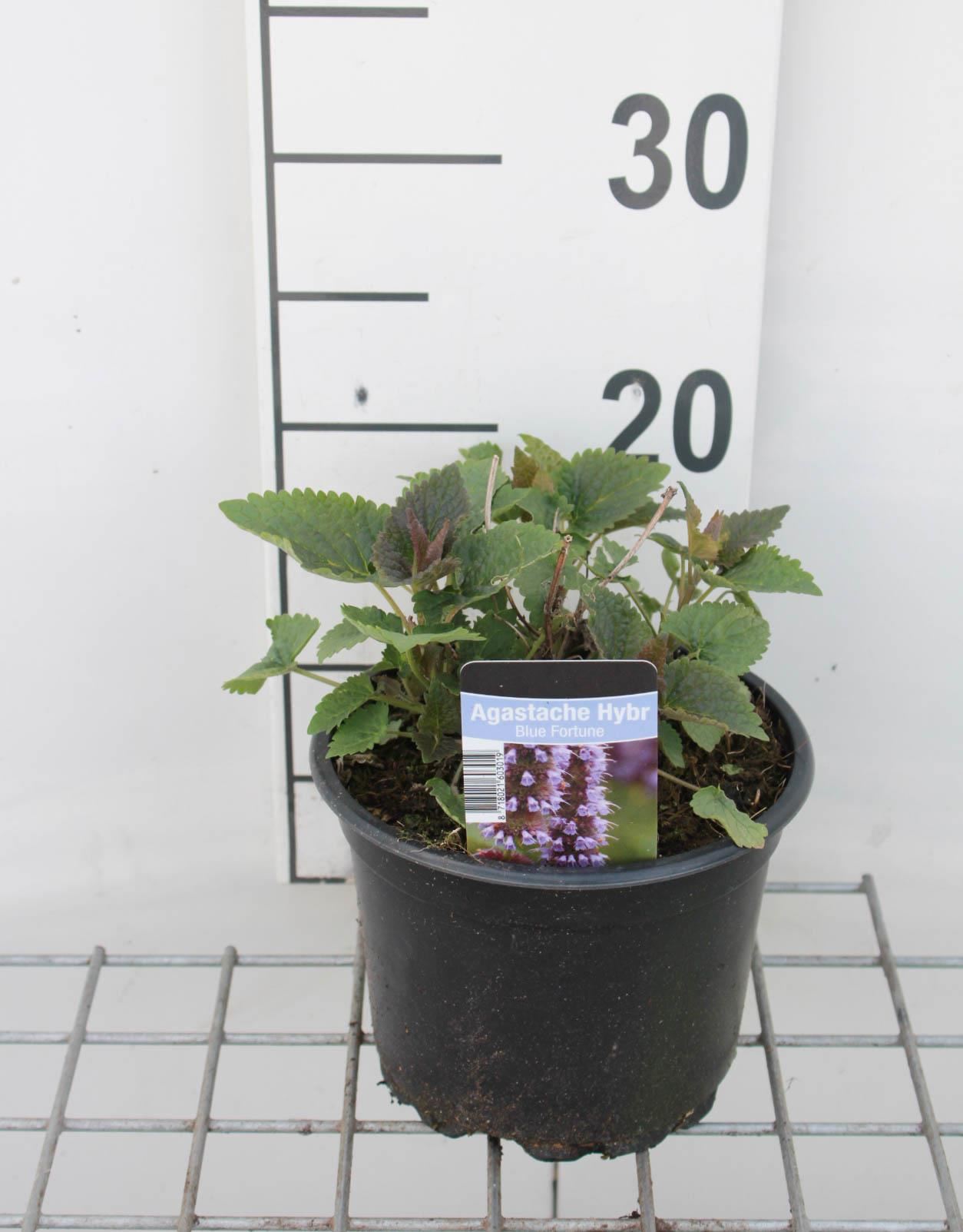Agastache'Blue Fortune'- pot 2L - afbeelding