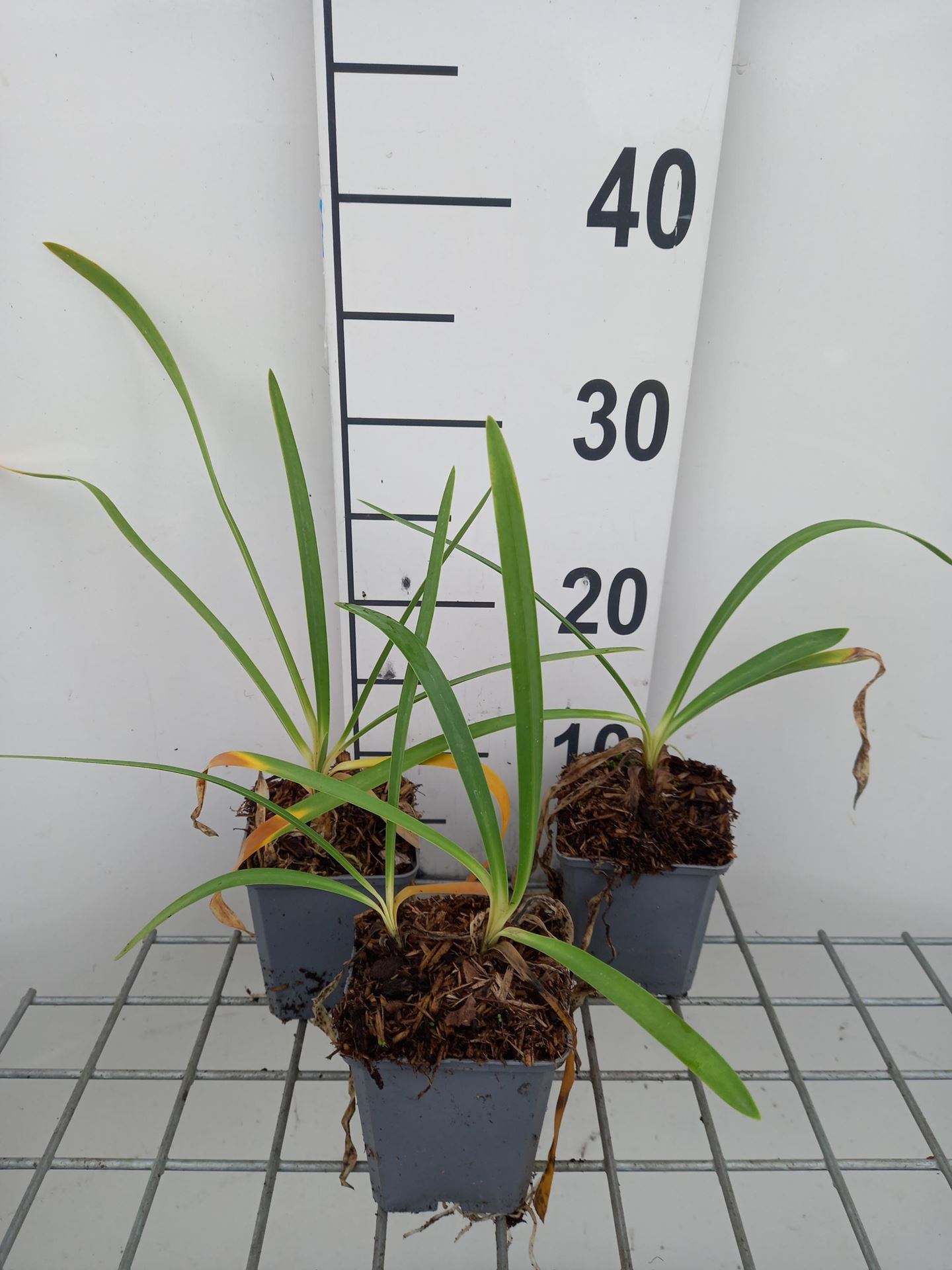 Agapanthus'RFDD'(Double Diamond) - pot 9x9 cm - afbeelding