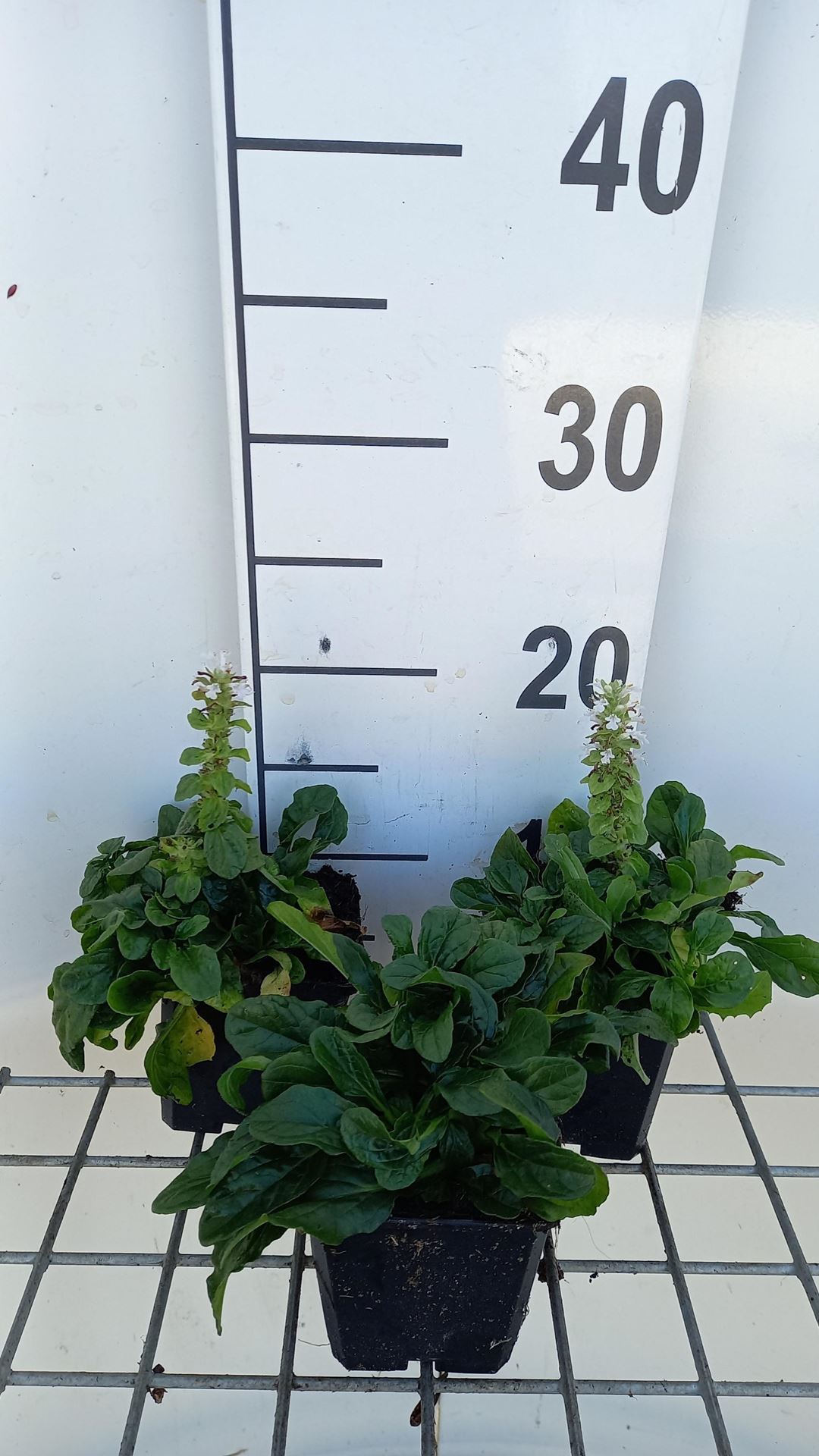 Ajuga reptans'Alba'- pot 9x9 cm - Kruipend zenegroen afbeelding