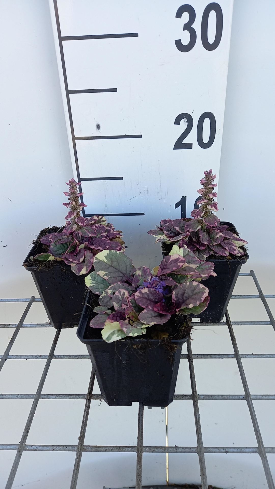 Ajuga reptans'Burgundy Glow'- pot 9x9 cm - Zennegroen, Zenegroen afbeelding