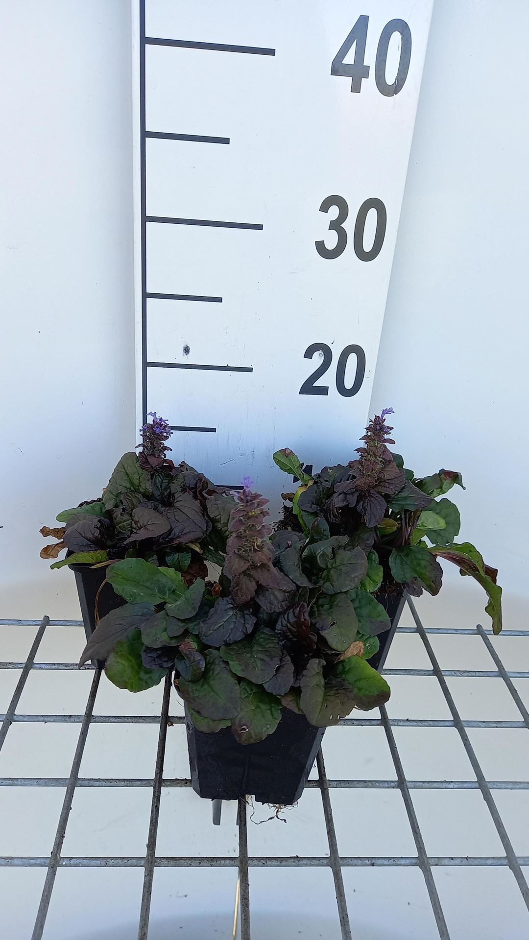 Ajuga reptans'Braunherz'- pot 9x9 cm - Bruinbladige zenegroen afbeelding