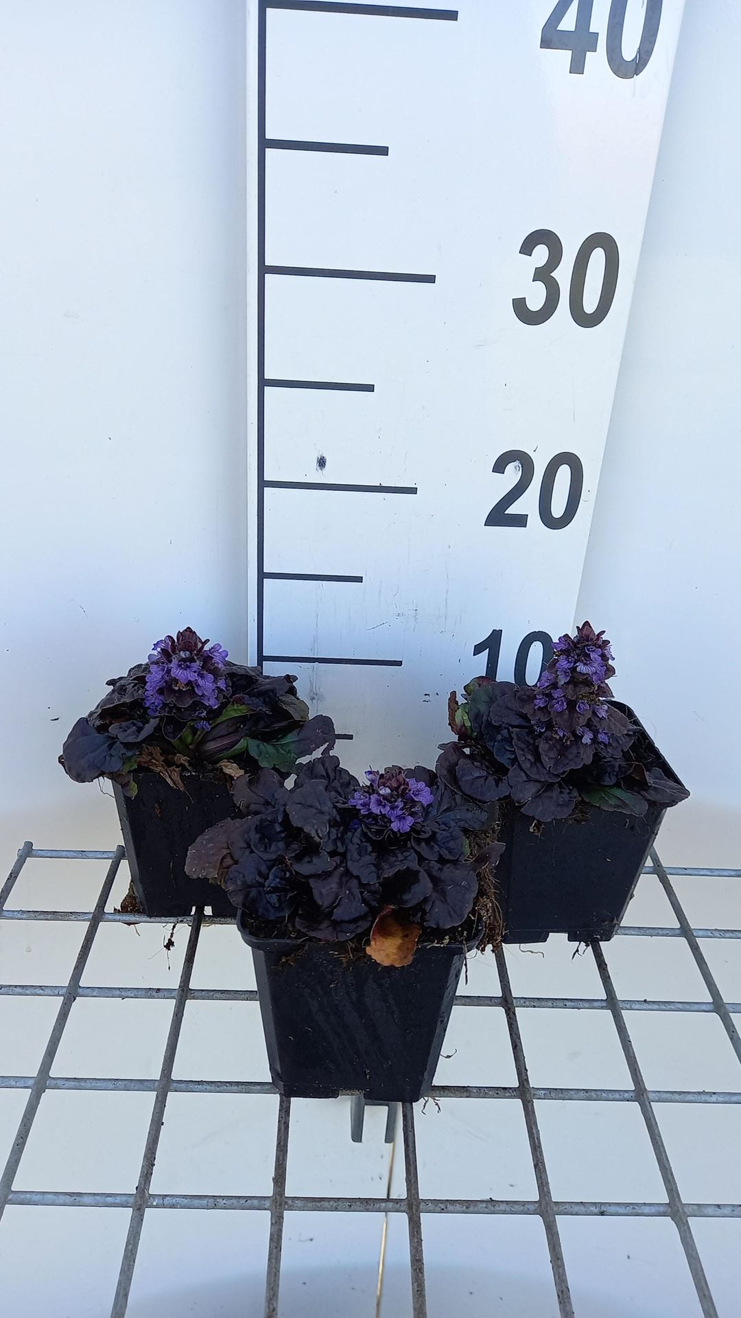 Ajuga reptans'Binblasca'(Black Scallop) - pot 9x9 cm afbeelding