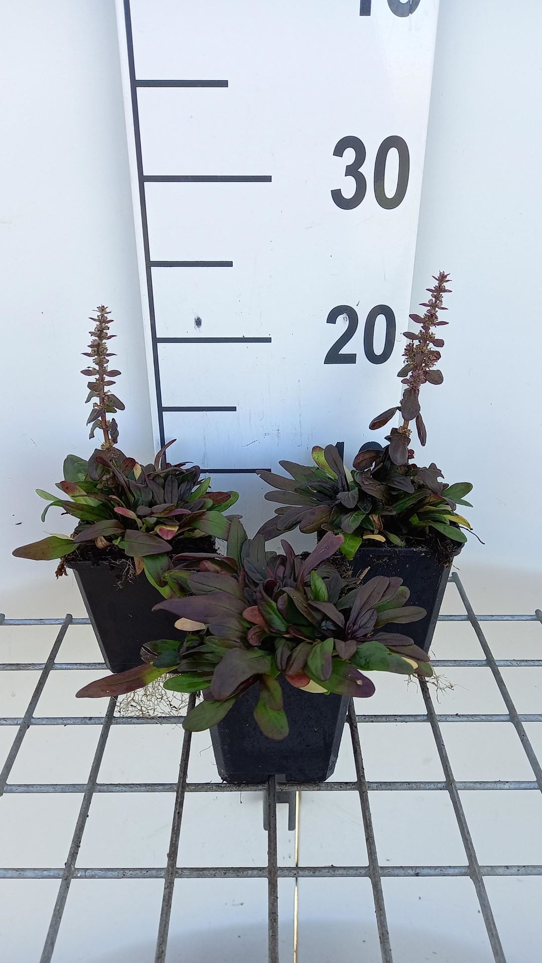 Ajuga tenorii'Valfredda'- pot 9x9 cm afbeelding