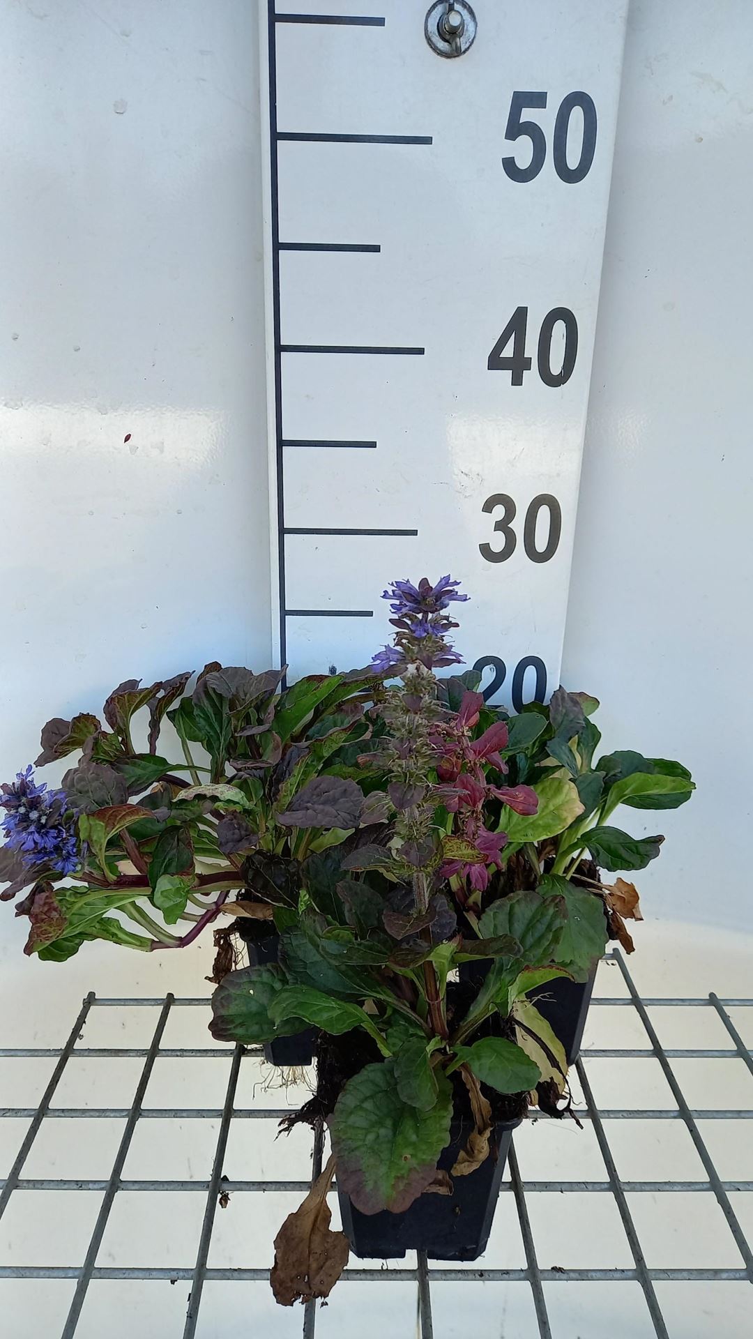 Ajuga reptans'Catlin's Giant'- pot 9x9 cm afbeelding