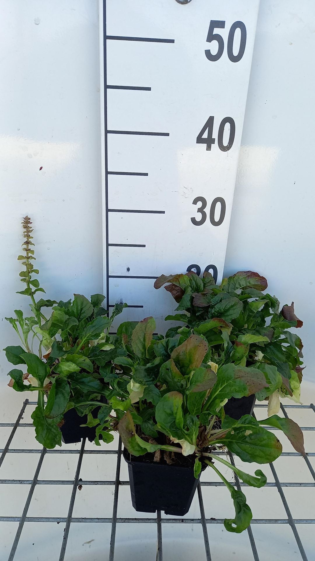 Ajuga reptans'Rosea'- pot 9x9 cm afbeelding