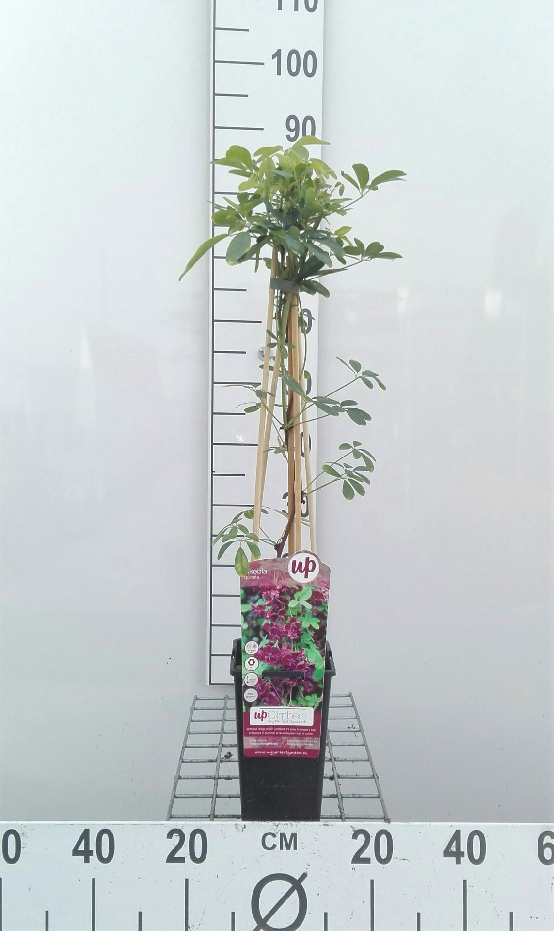 Akebia quinata - pot - 50-60 cm -