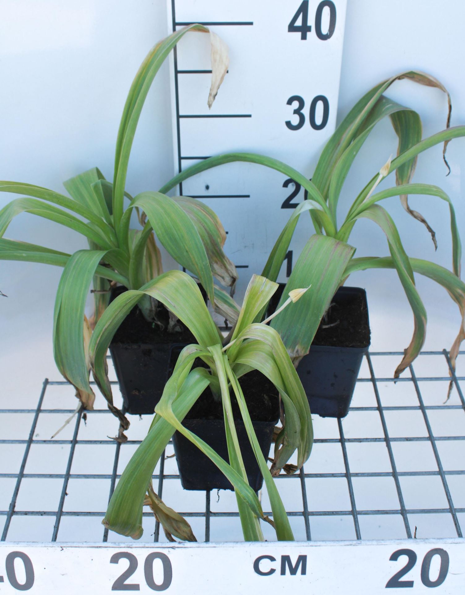 Allium giganteum - pot 1L afbeelding
