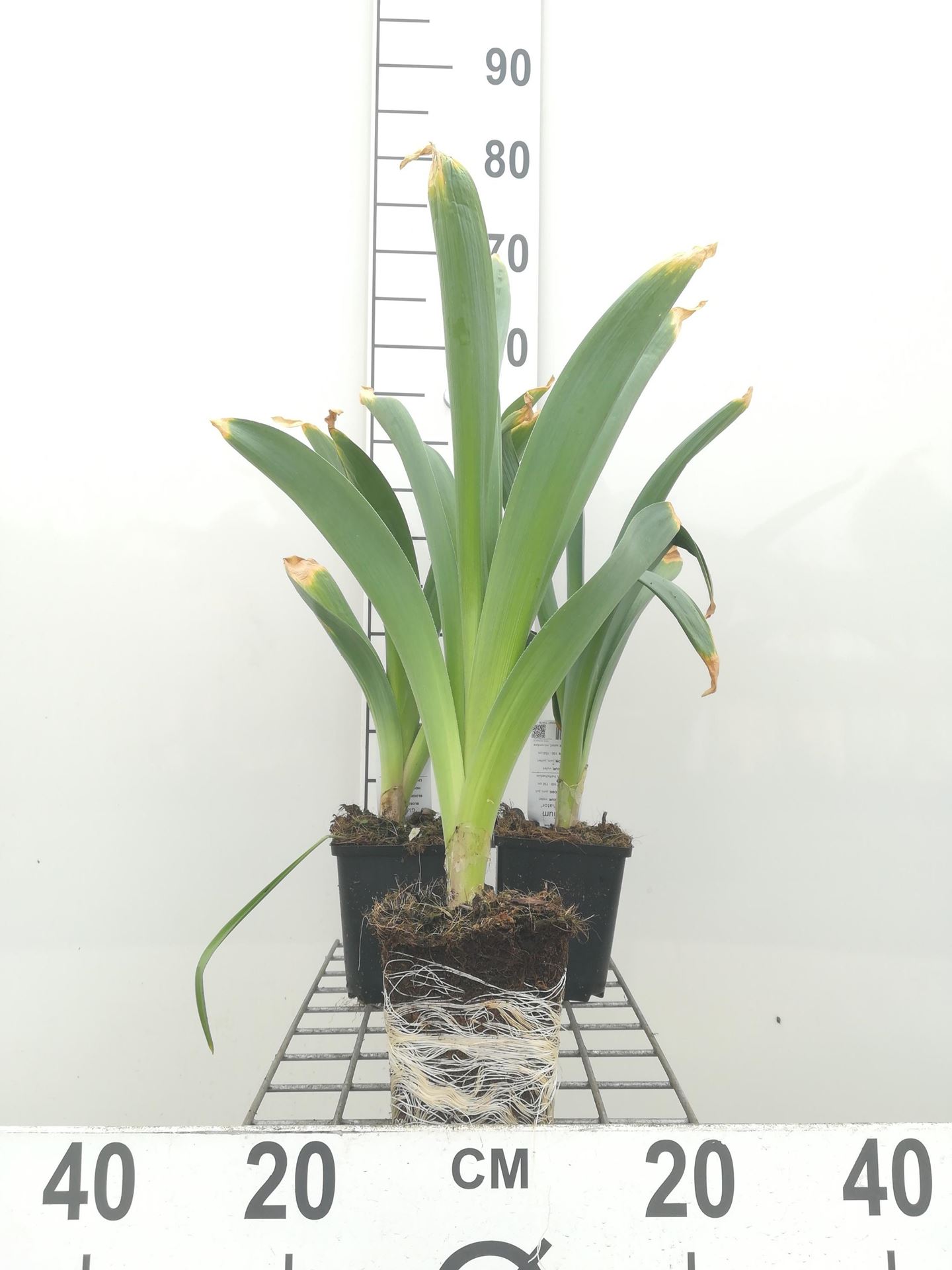 Allium'Gladiator'- pot 1L - afbeelding