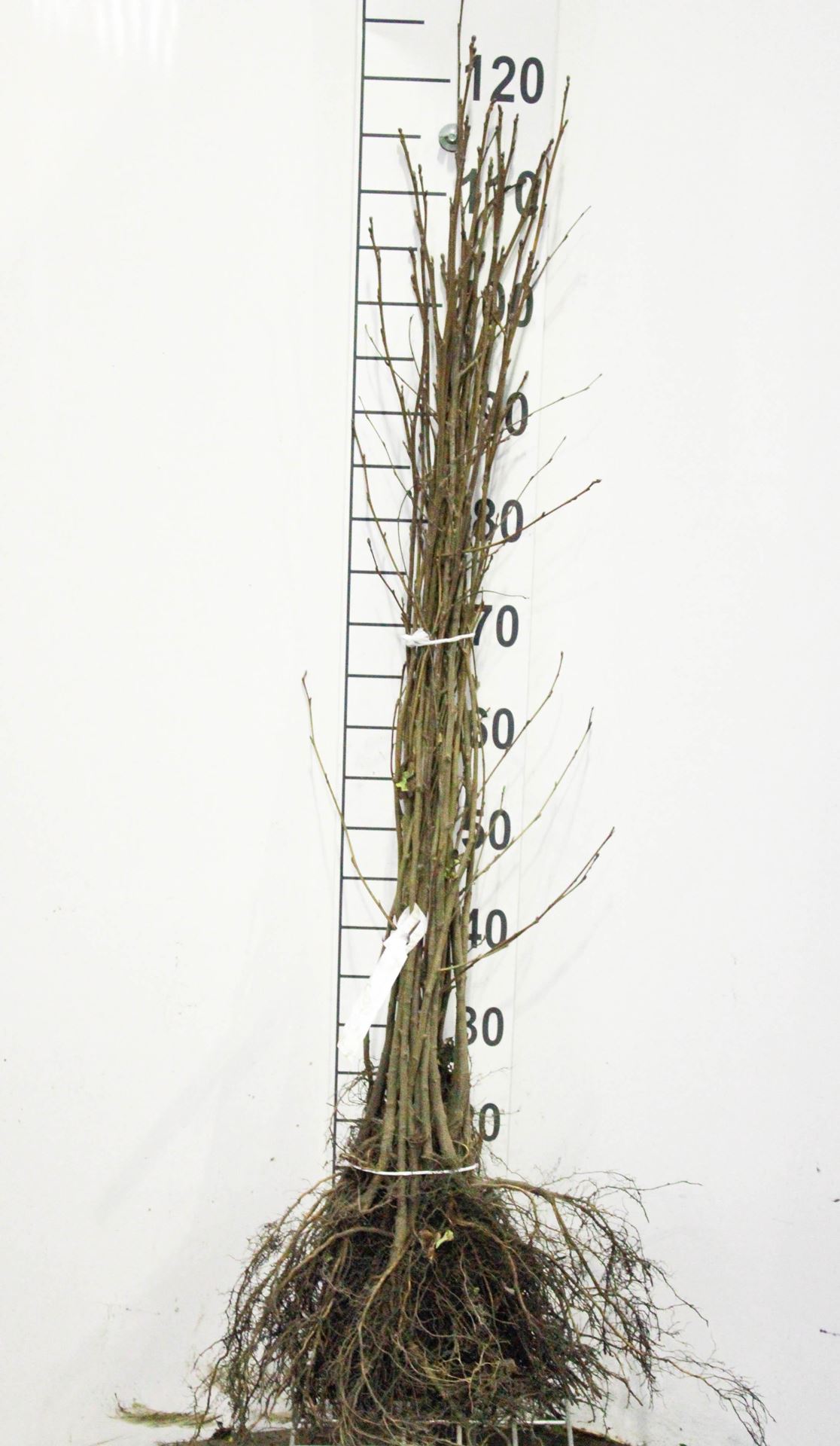 Alnus glutinosa - blote wortel - 60-90 cm afbeelding