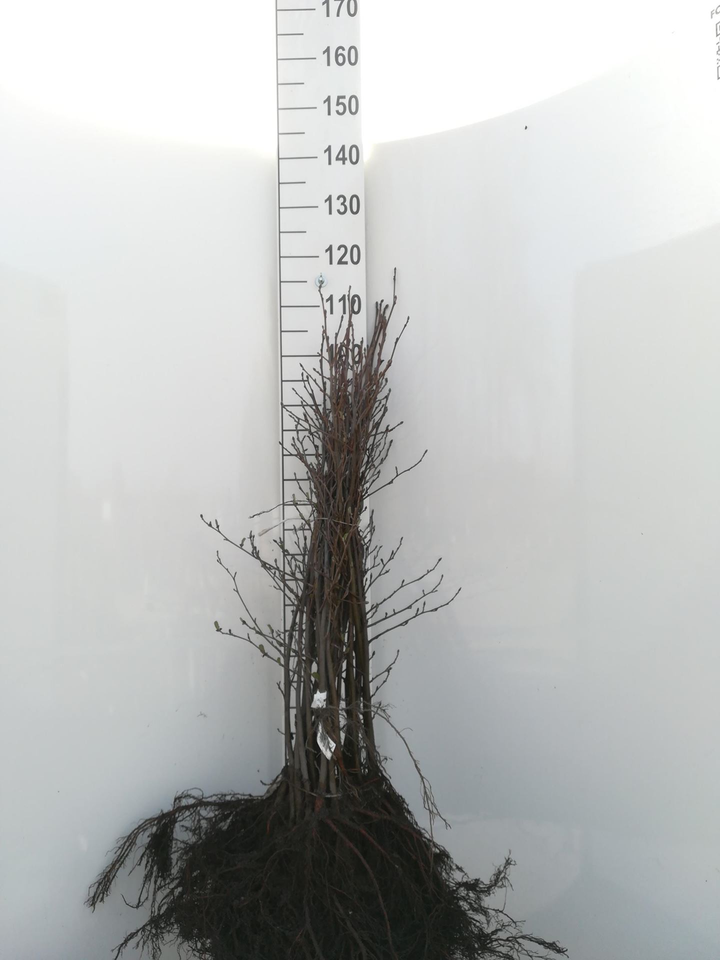 Alnus glutinosa - blote wortel - 90-120 cm afbeelding