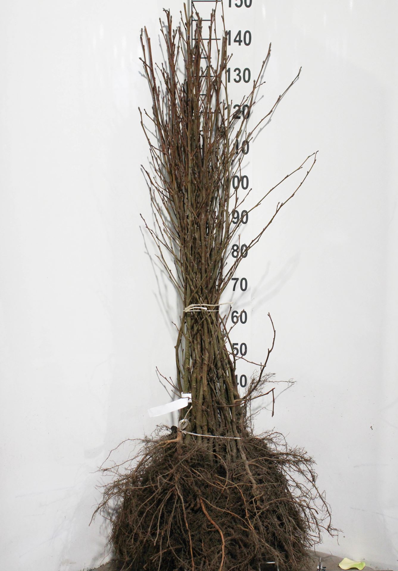 Alnus incana - blote wortel - 90-120 cm afbeelding