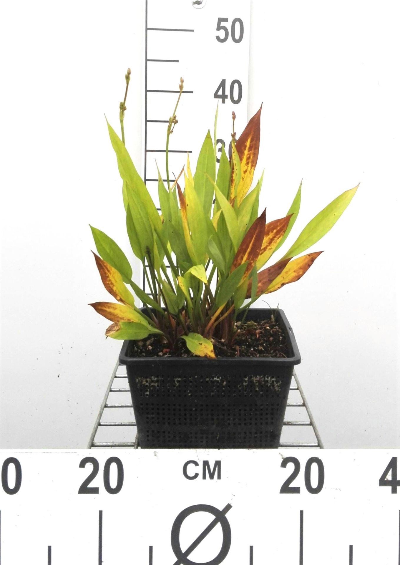 Alisma lanceolatum - pot 9x9 cm - Bonte gladde witbol afbeelding
