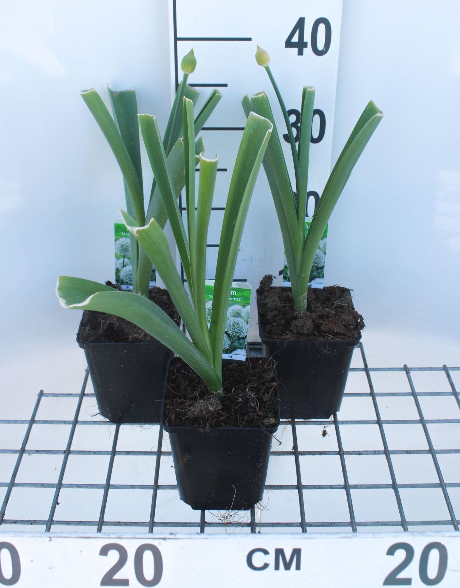 Allium'Mount Everest'- pot 1L - Sleedoorn / Zwarte doorn afbeelding