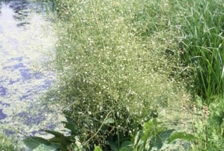 Alisma plantago-aquatica - pot 9x9 cm - Grote waterweegbree afbeelding