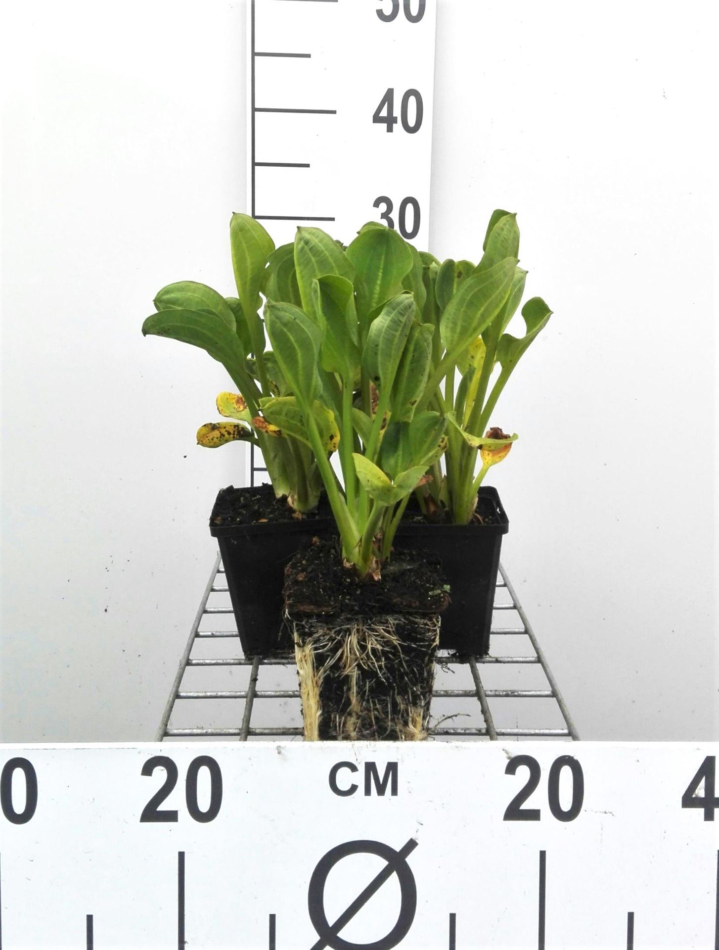 Alisma parviflorum - pot 9x9 cm afbeelding