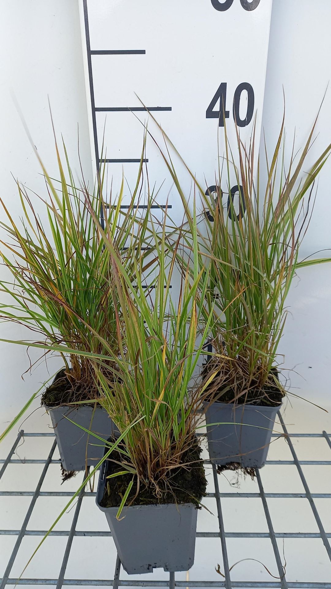 Alopecurus pratensis'Aureovariegatus'- pot 9x9 cm afbeelding