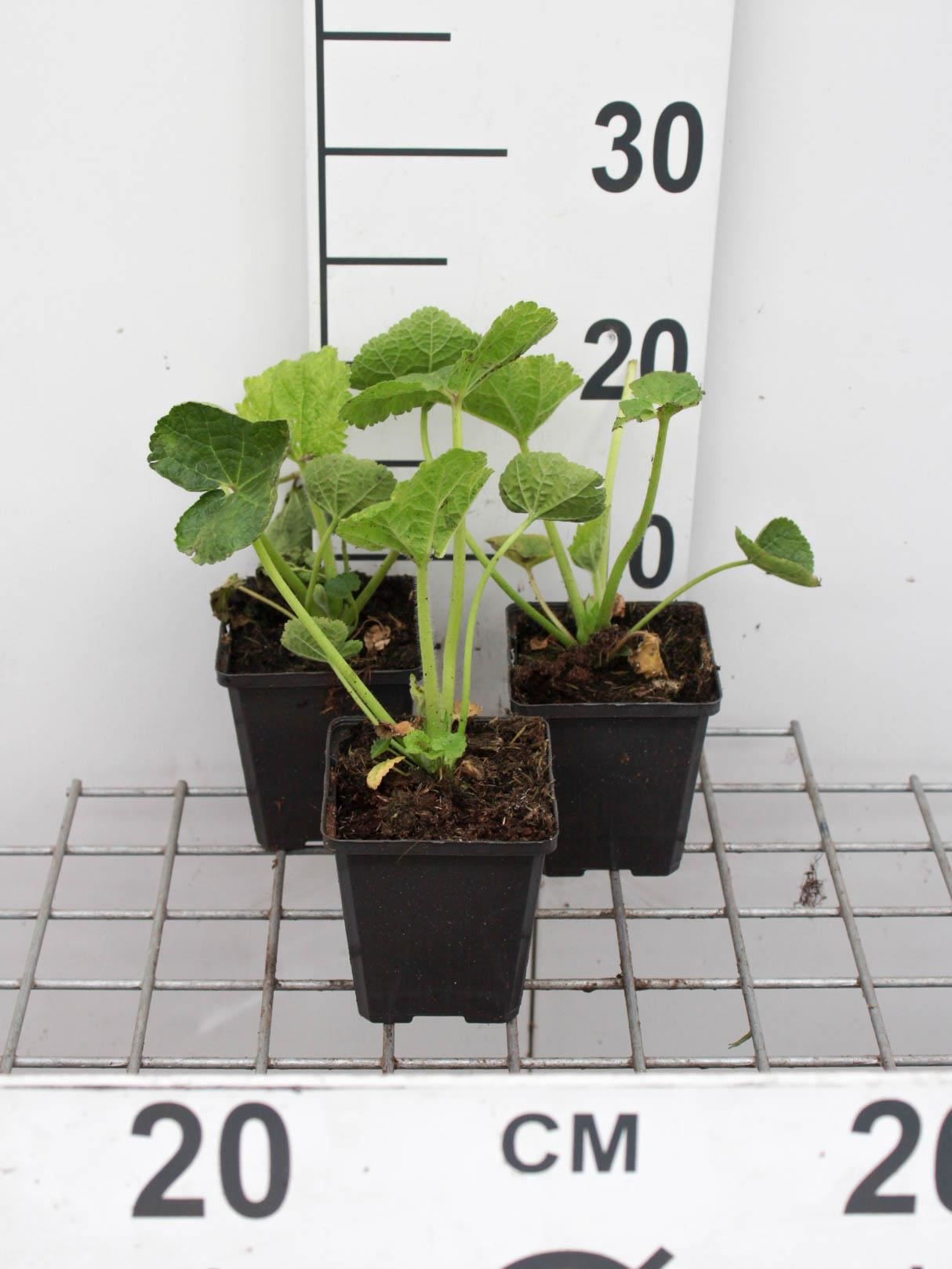 Alcea rosea'Nigra'- pot 9x9 cm - Stokroos afbeelding