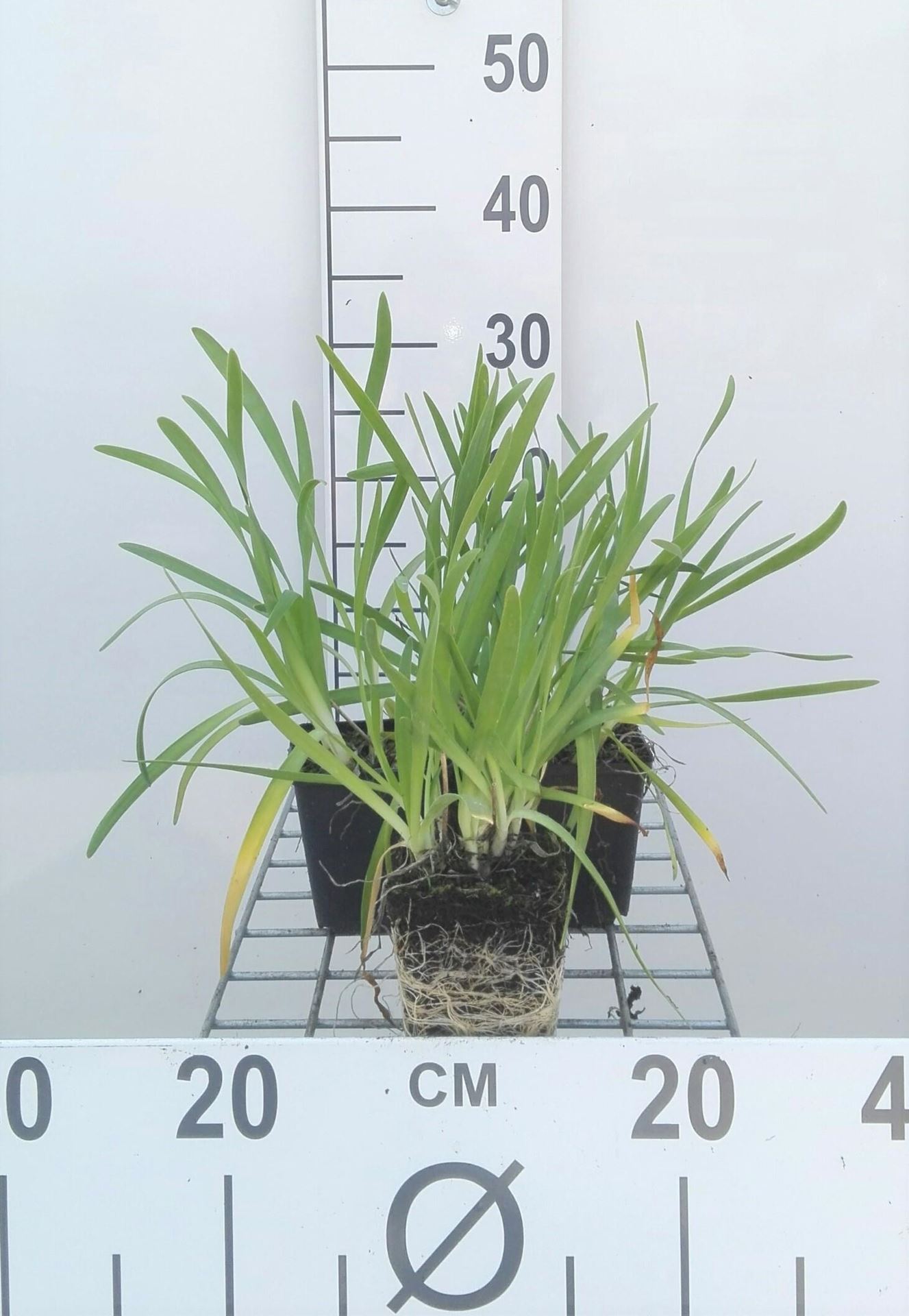 Allium senescens - pot 9x9 cm afbeelding