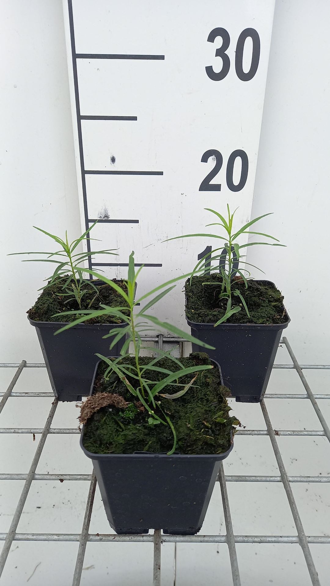 Amsonia hubrichtii - pot 9x9 cm afbeelding