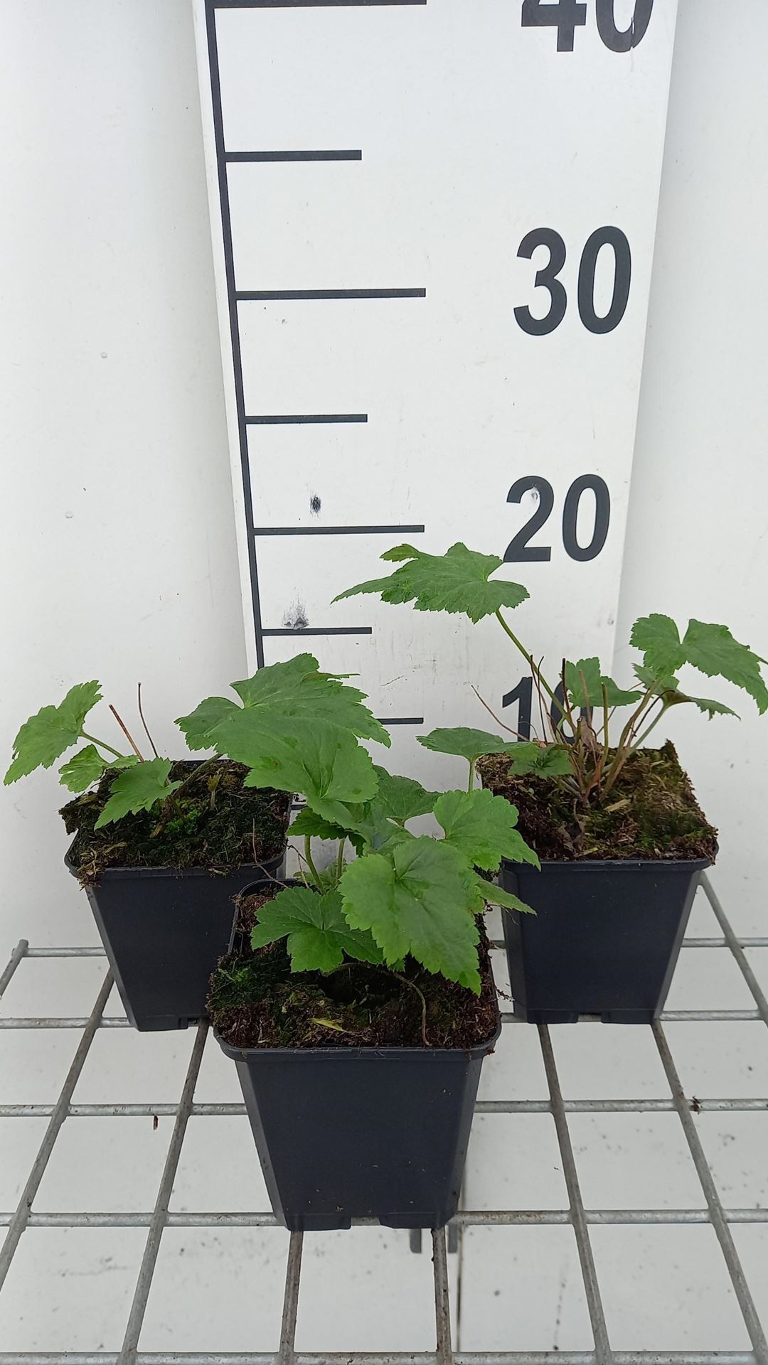 Anemone x hybrida'Andrea Atkinson'- pot 9x9 cm - Herfstanemoon afbeelding