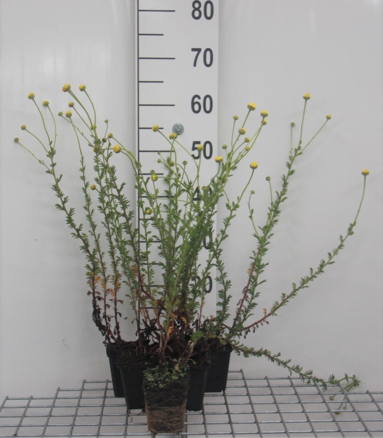 Anthemis x hybrida'E.C. Buxton'- pot 9x9 cm - Gele kamille afbeelding