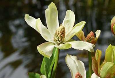 Anemopsis californica - pot 9x9 cm - afbeelding