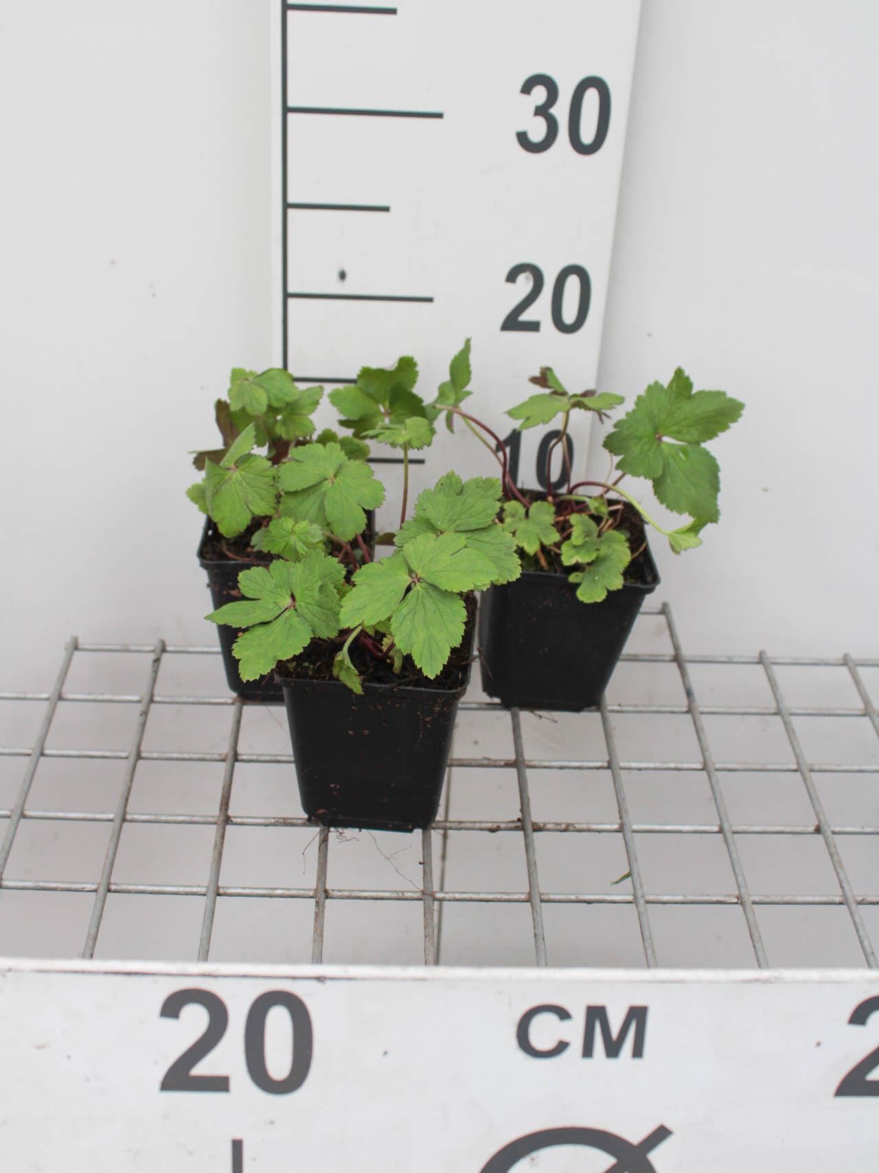 Anemone'Dainty Swan'- pot 9x9 cm afbeelding
