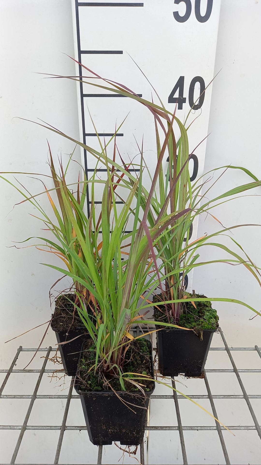 Andropogon gerardii - pot 9x9 cm afbeelding