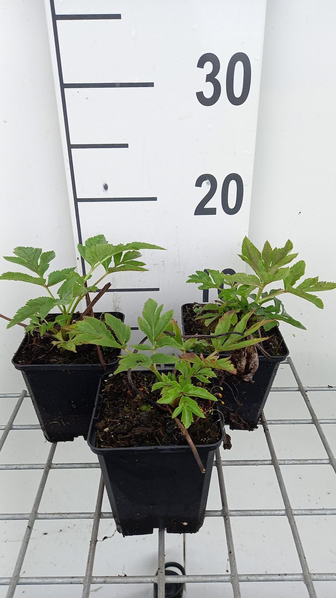 Angelica gigas - pot 9x9 cm - Rode engelwortel afbeelding