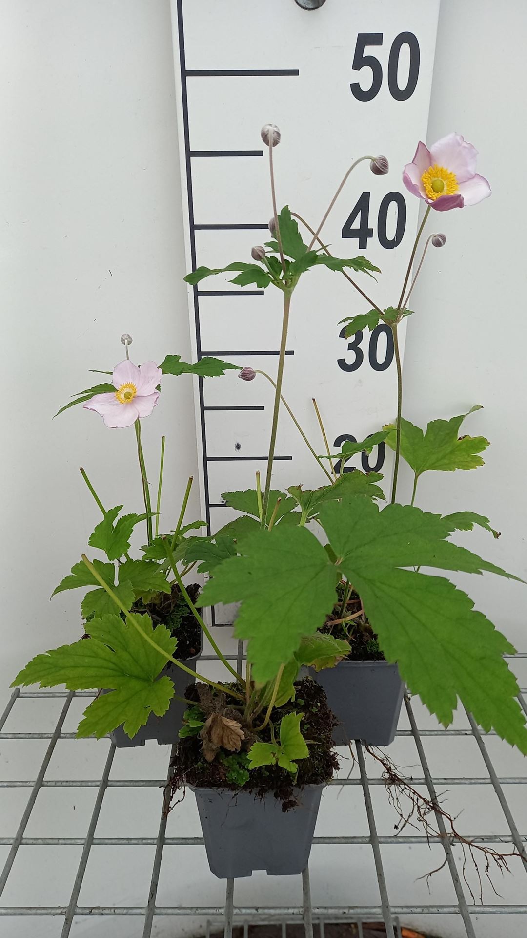 Anemone x hybrida'Hadspen Abundance'- pot 9x9 cm - Herfstanemoon afbeelding