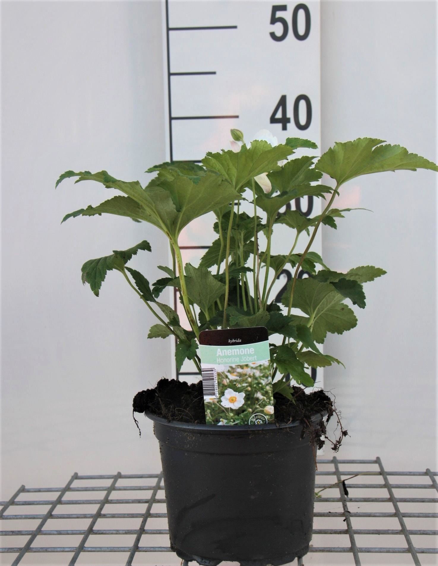 Anemone x hybrida'Honorine Jobert'- pot 2L - afbeelding