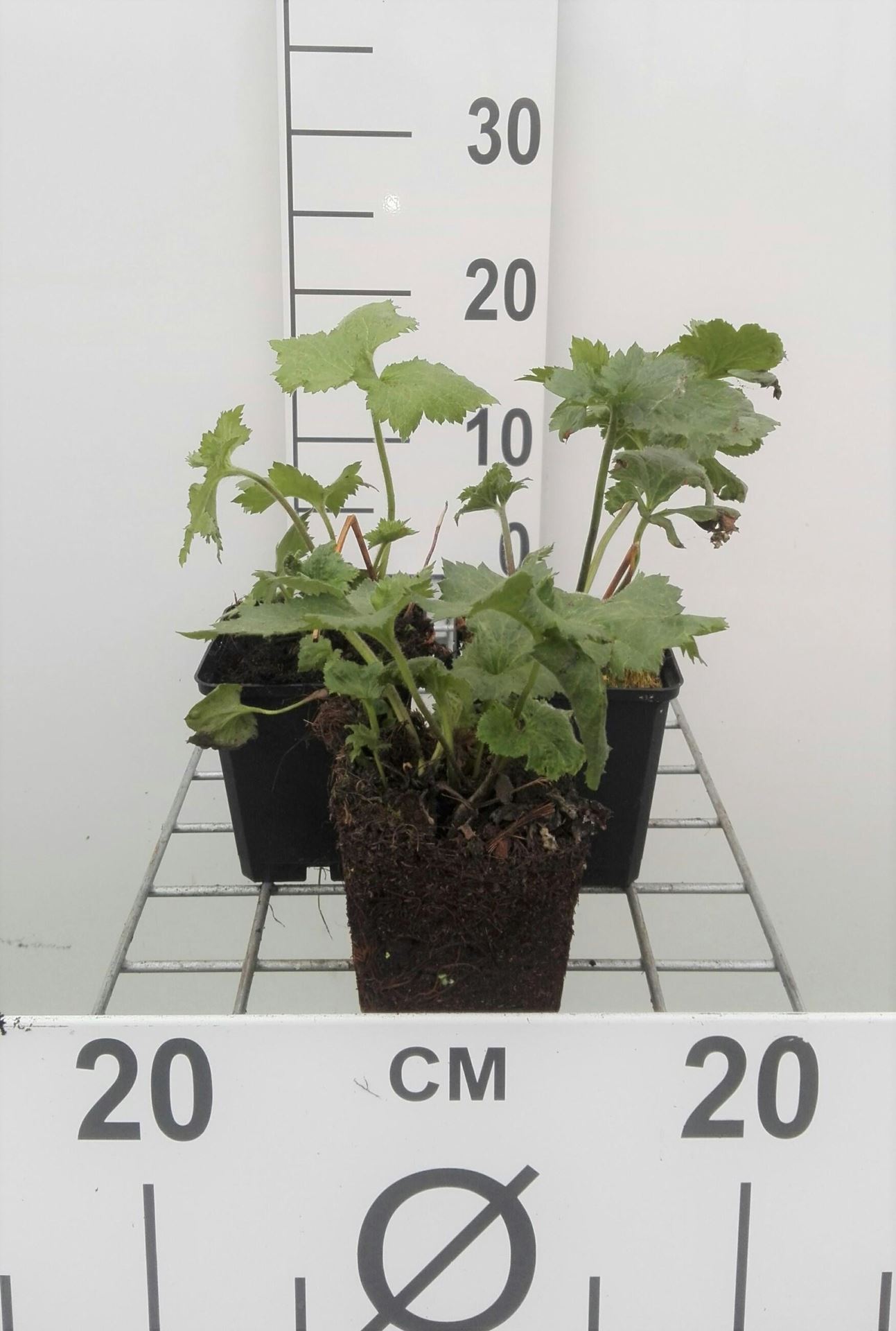 Anemone x hybrida'Honorine Jobert'- pot 9x9 cm - Japanse anemoon / herfstanemoon afbeelding