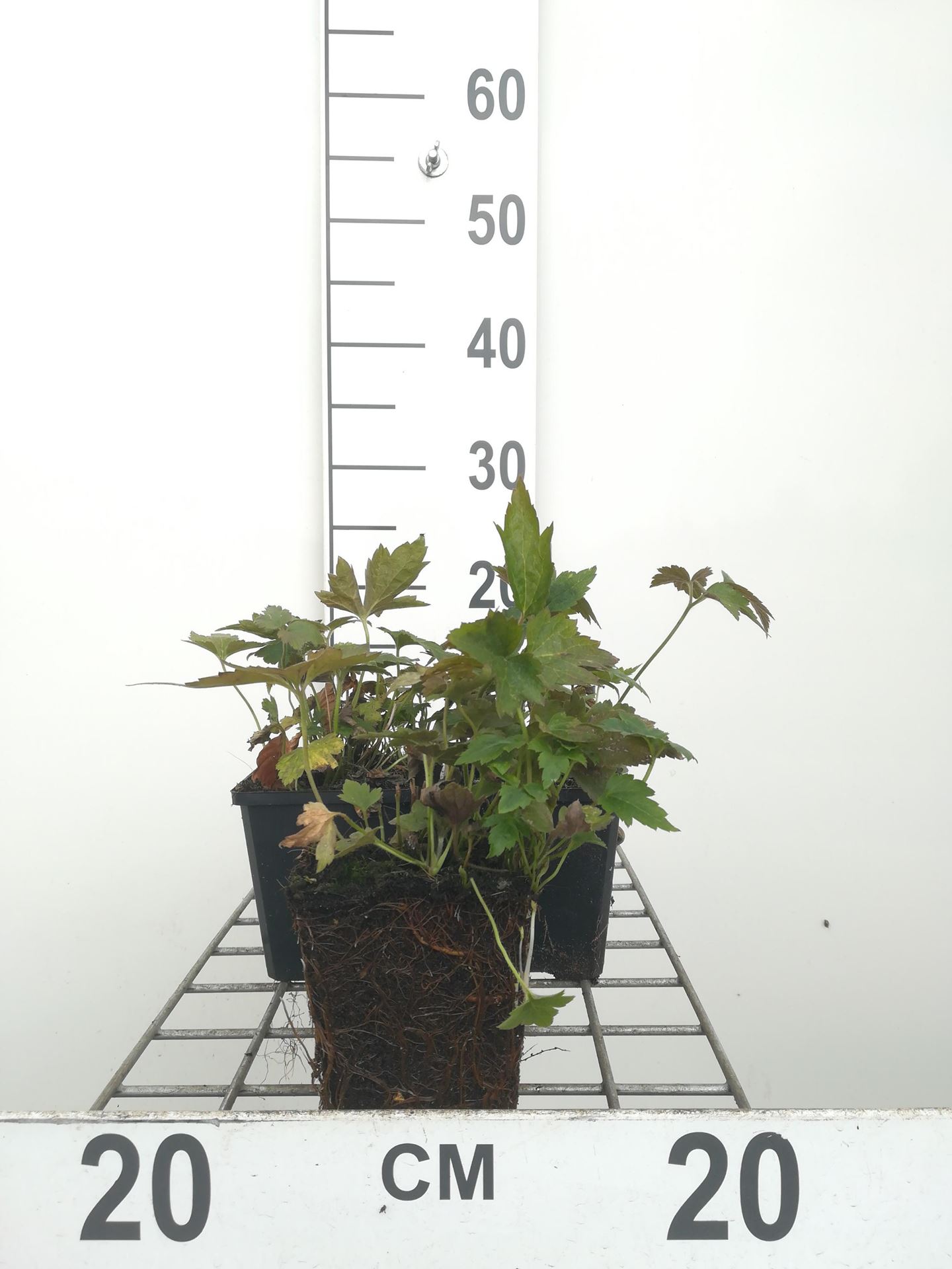 Anemone hupehensis'Prinz Heinrich'- pot 9x9 cm - Herfstanemoon afbeelding