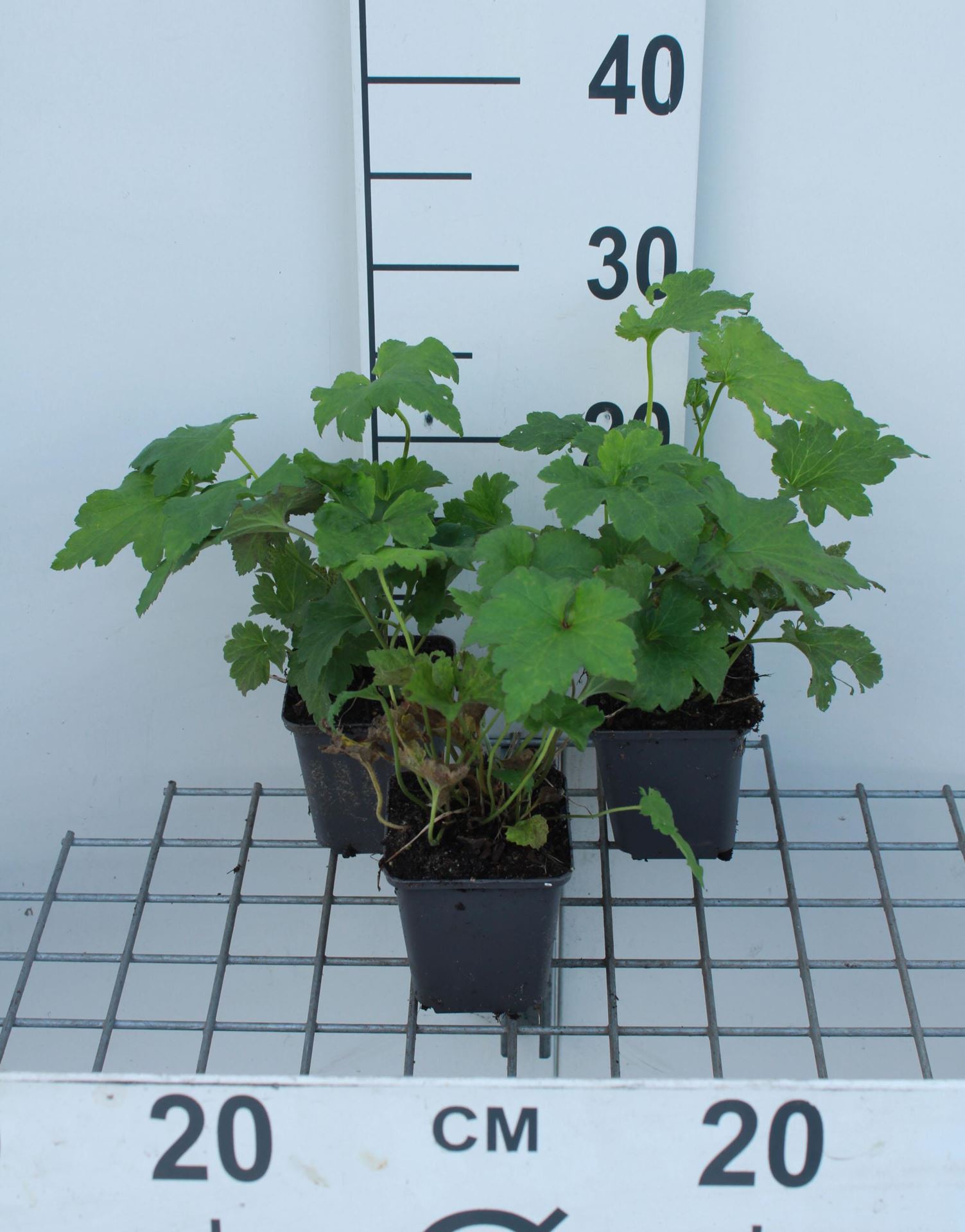 Anemone hupehensis'September Charm'- pot 9x9 cm - Herfstanemoon of Japanse anemoon afbeelding