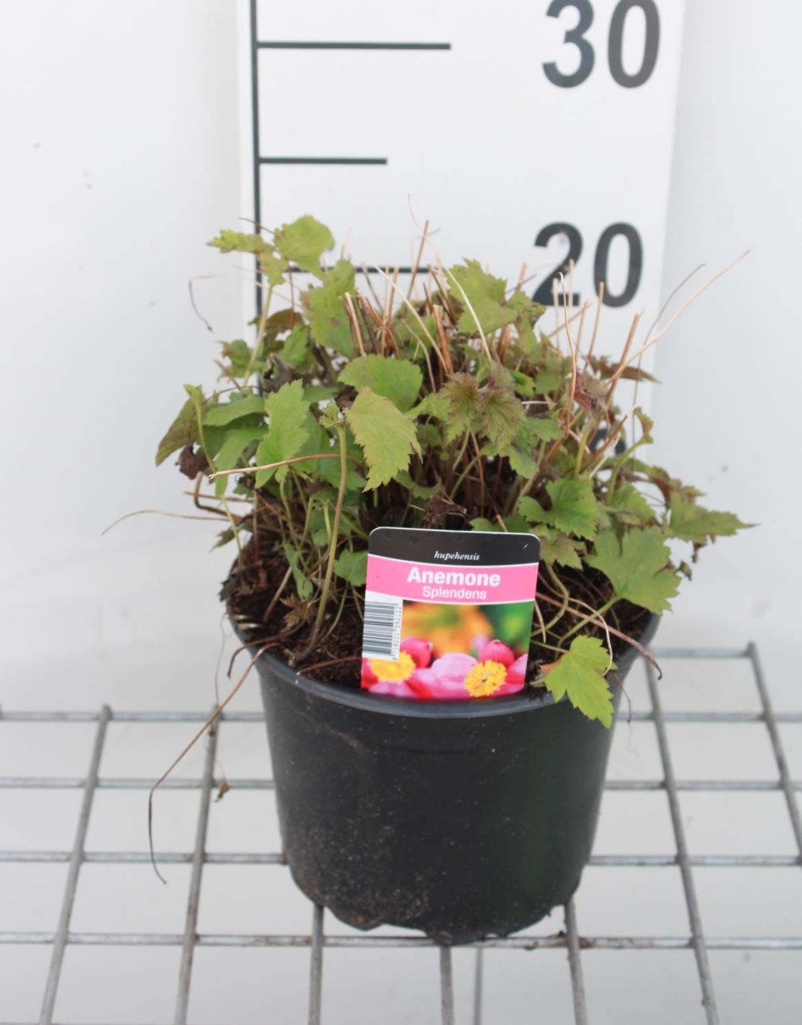 Anemone hupehensis'Splendens'- pot 2L afbeelding