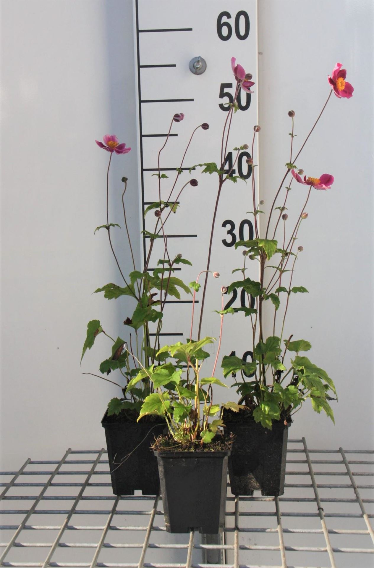 Anemone hupehensis'Splendens'- pot 9x9 cm - Herfstanemoon afbeelding