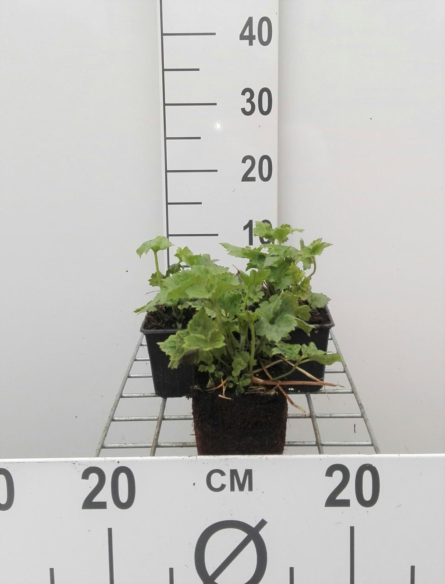 Anemone x hybrida'Königin Charlotte'- pot 9x9 cm afbeelding