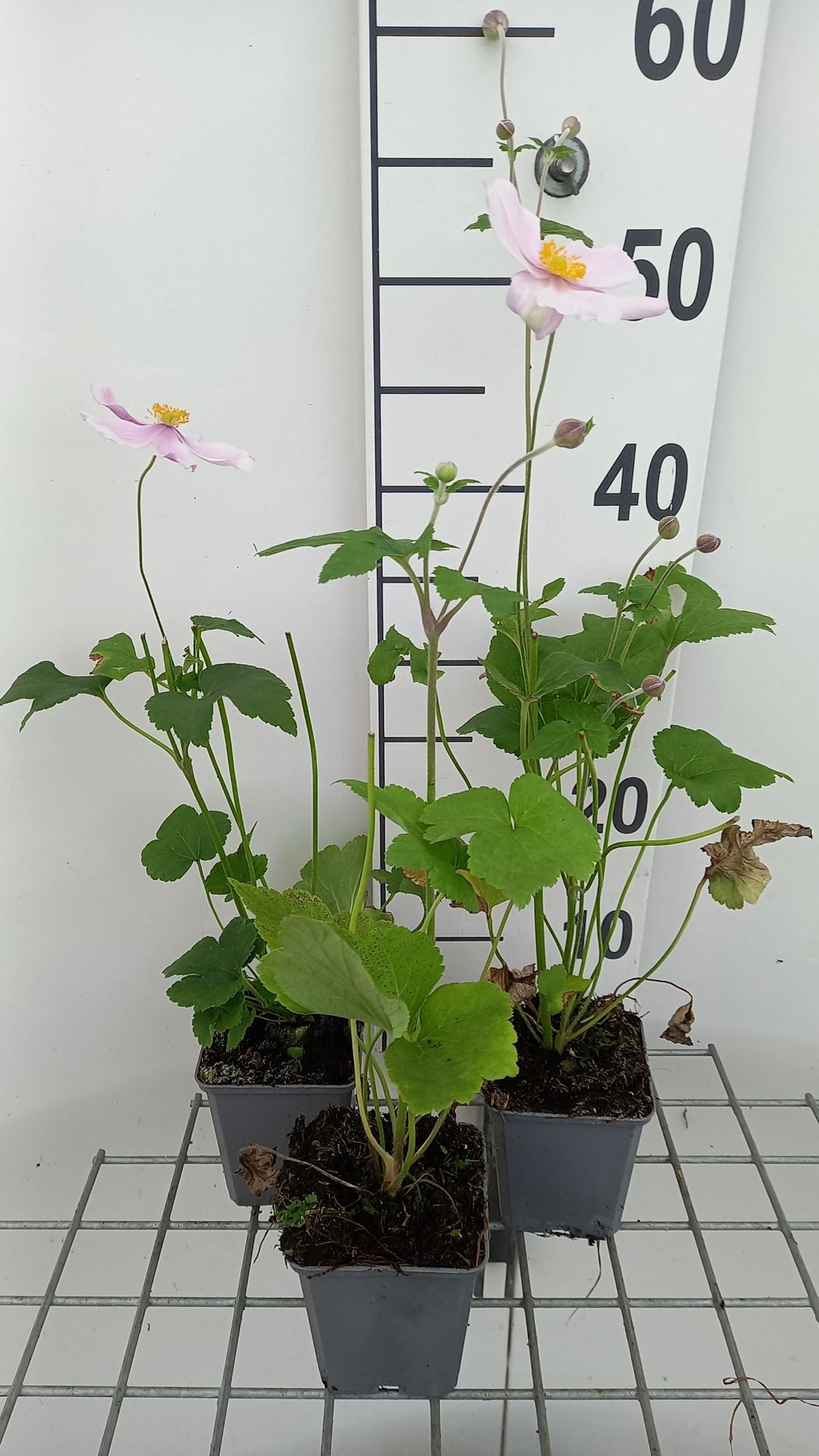 Anemone x hybrida'Loreley'- pot 9x9 cm - Herfstanemoon afbeelding