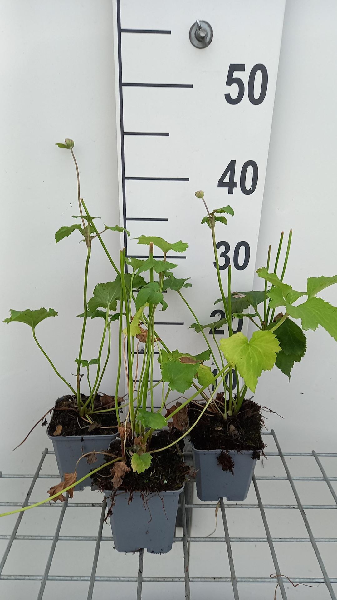 Anemone x hybrida'Mont-rose'- pot 9x9 cm afbeelding