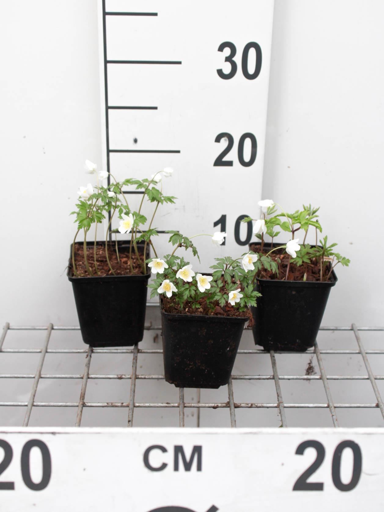 Anemone nemorosa - Bosanemoon - pot 9x9 cm - Bosanemoon afbeelding