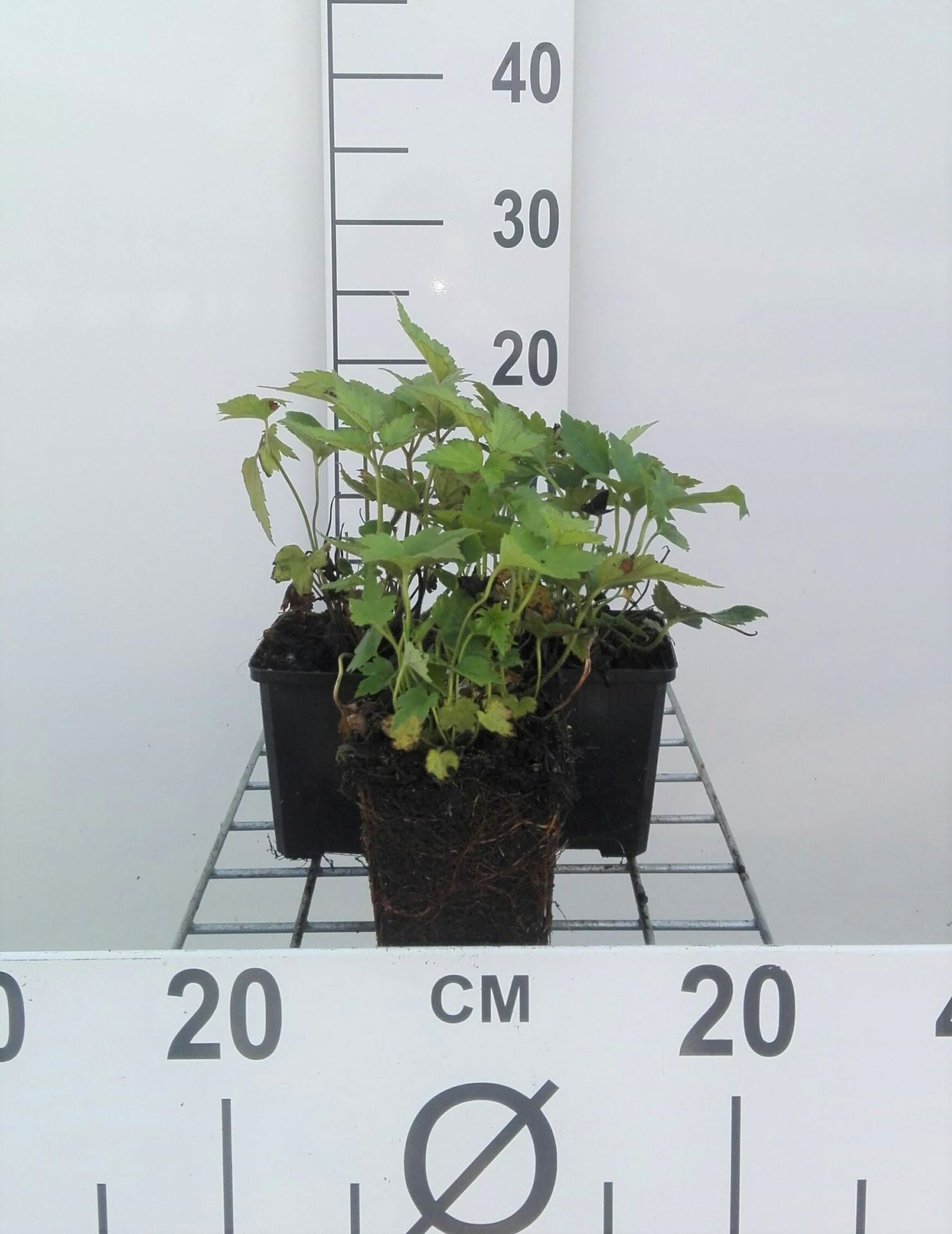 Anemone x hybrida'Pamina'- pot 9x9 cm afbeelding