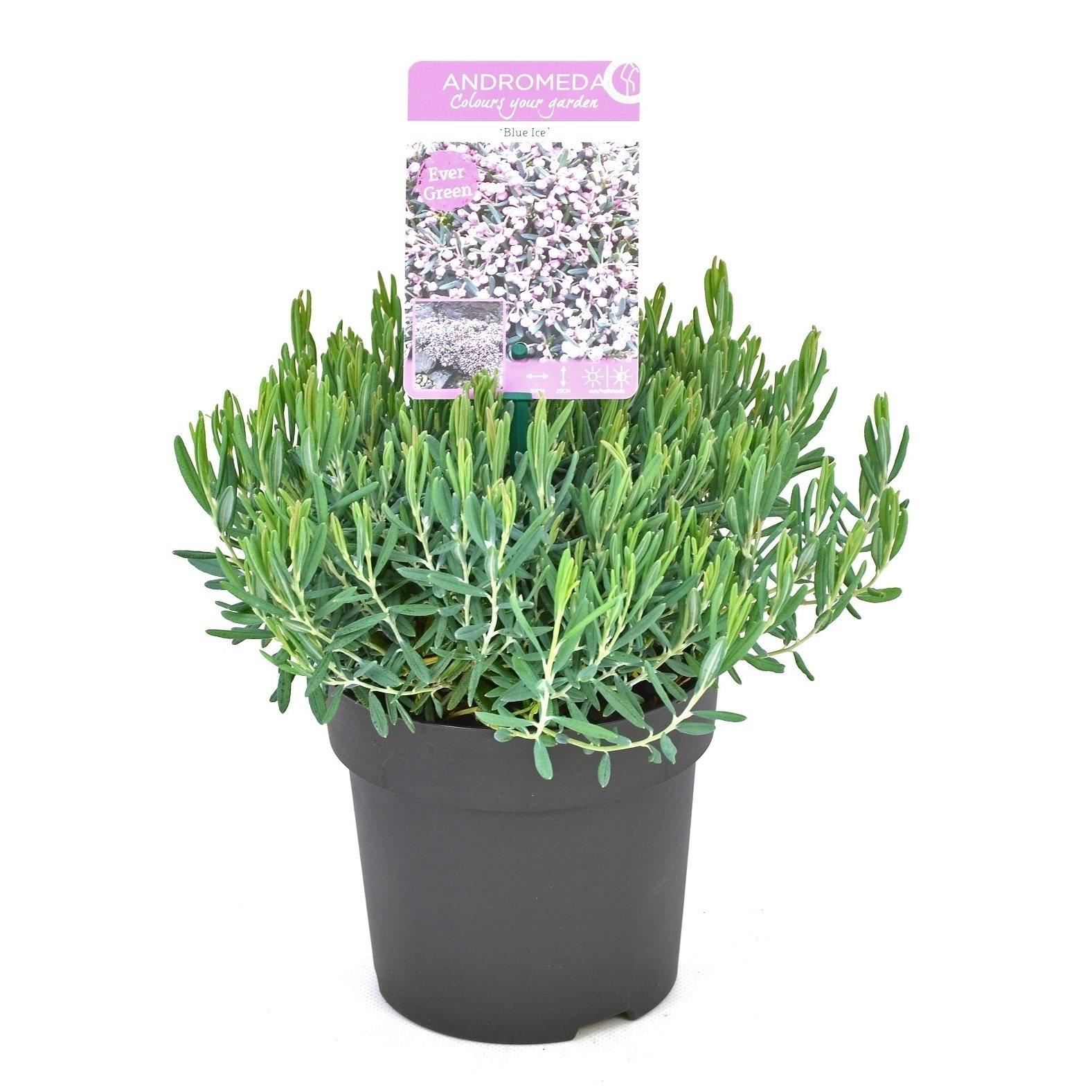 Andromeda polifolia'Blue Ice'- pot - 15-20 cm - Gewone jasmijn / Echte jasmijn afbeelding