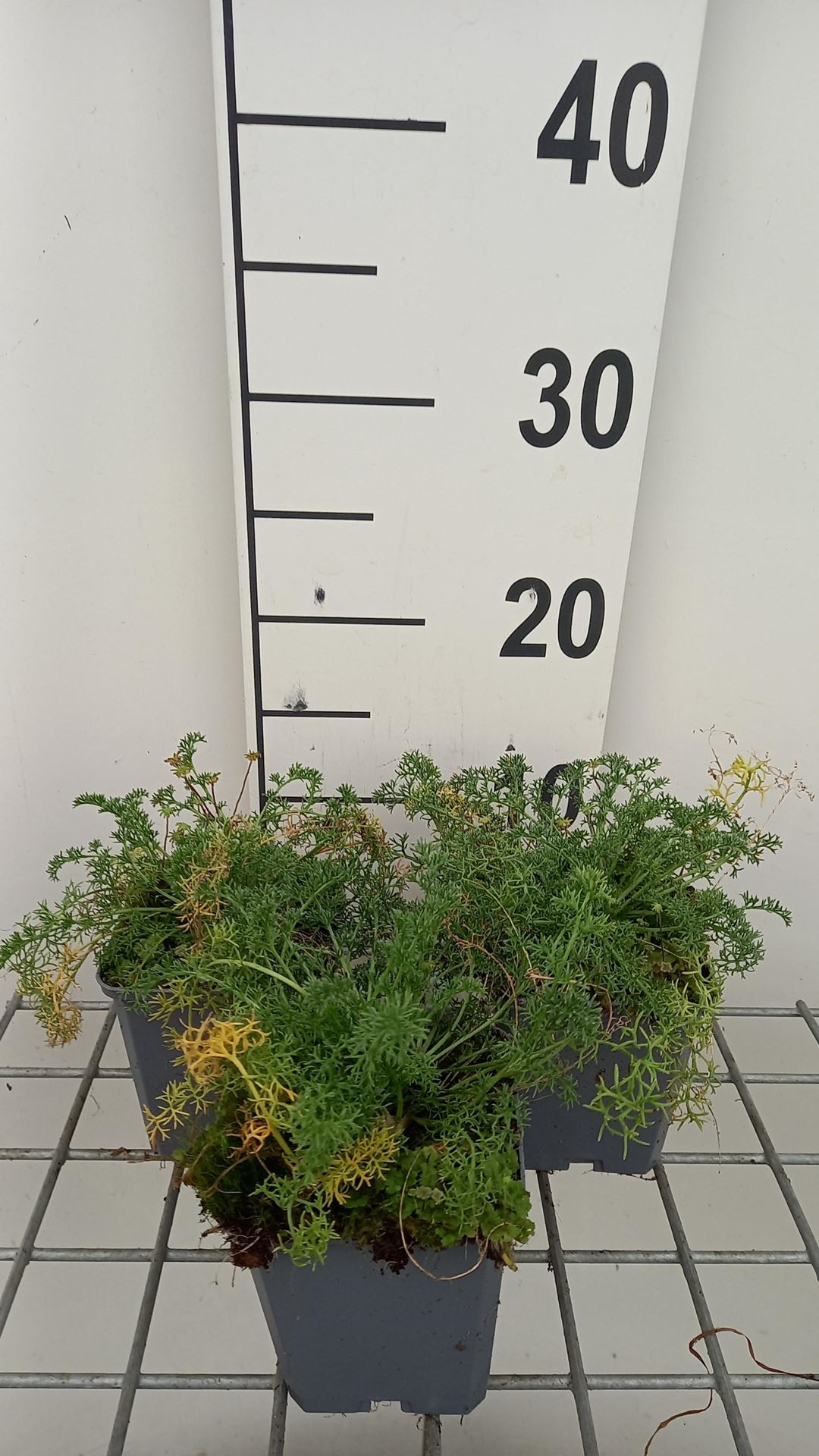 Anacyclus pyrethrum var. depressus - pot 9x9 cm afbeelding